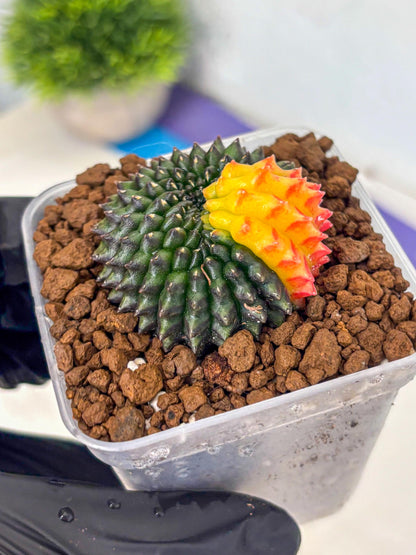 Gymnocalycium Inermis Cristata (gy9) (2) | Variegated Cactus