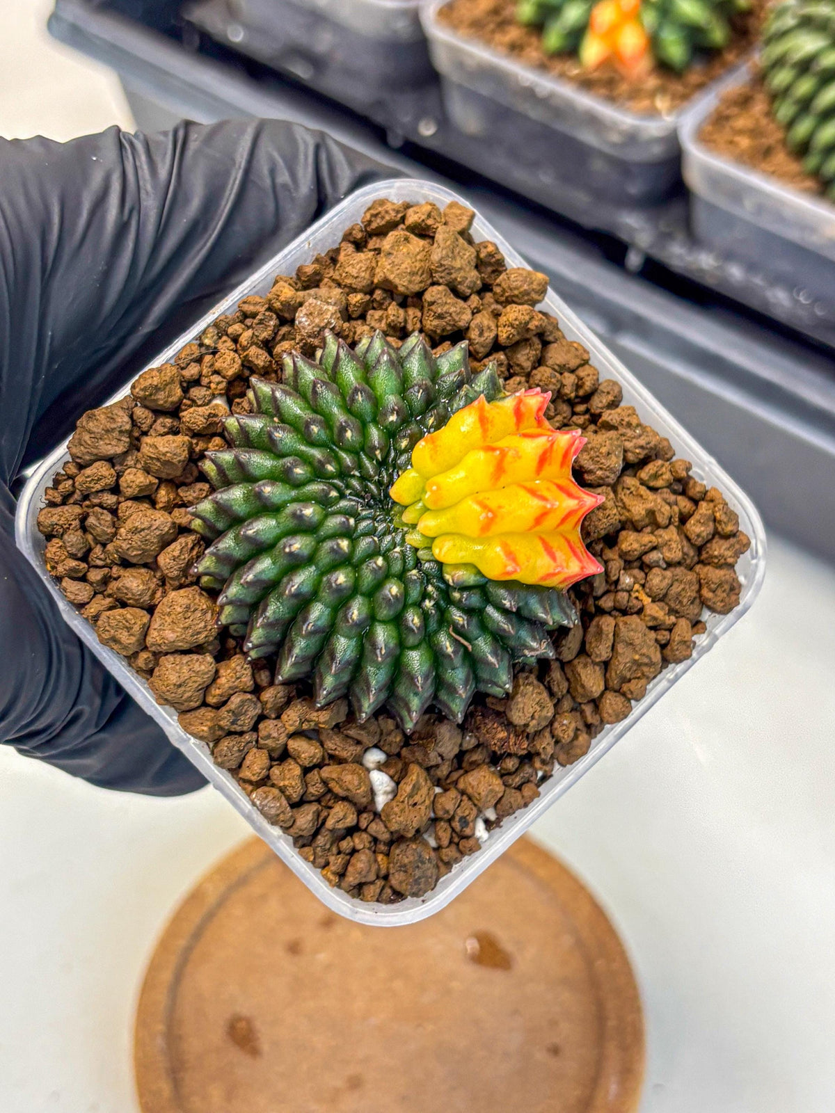 Gymnocalycium Inermis Cristata (gy9) (2) | Variegated Cactus