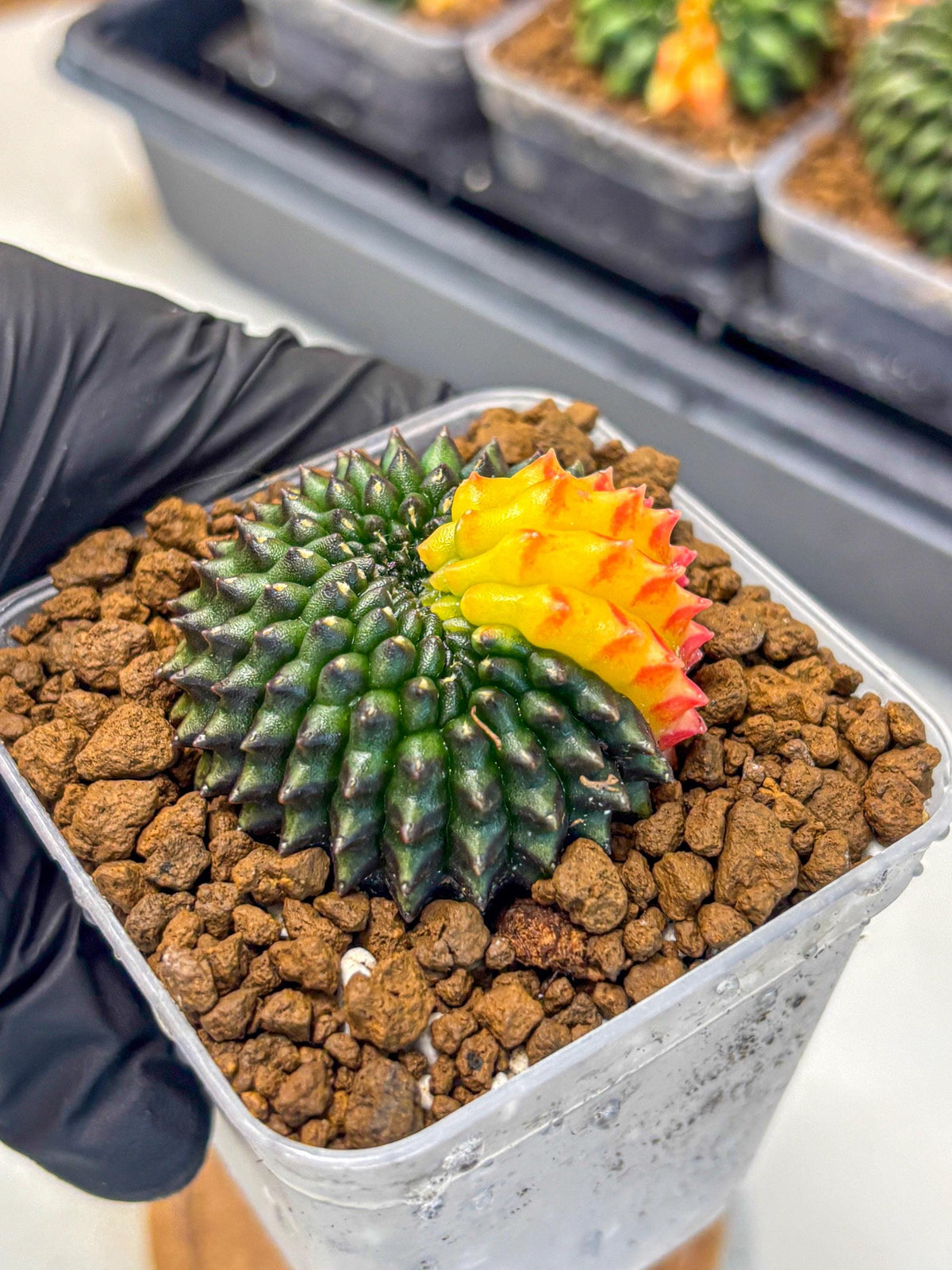 Gymnocalycium Inermis Cristata (gy9) (2) | Variegated Cactus