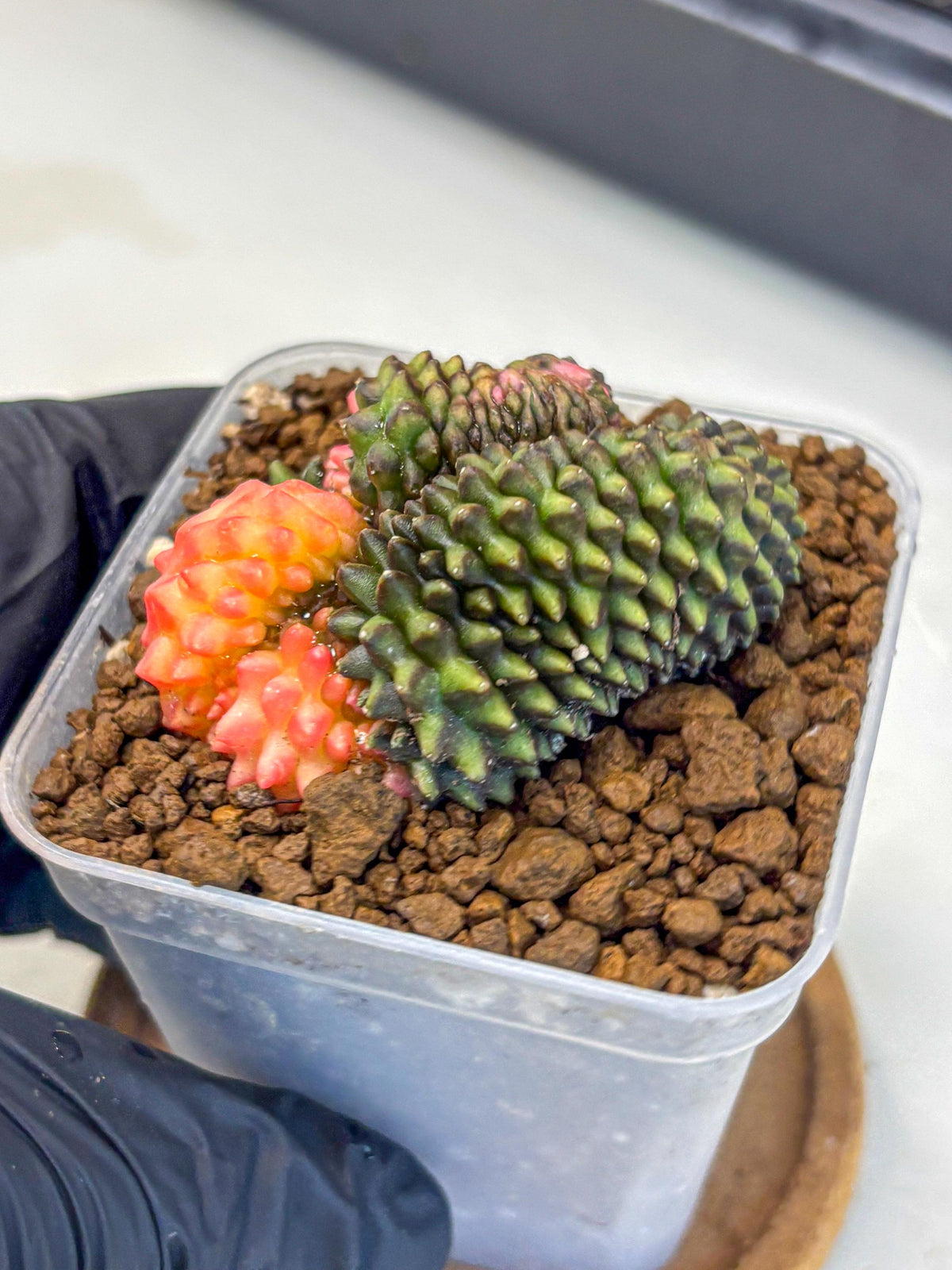Gymnocalycium Inermis Cristata (gy9) (3) | Variegated Cactus