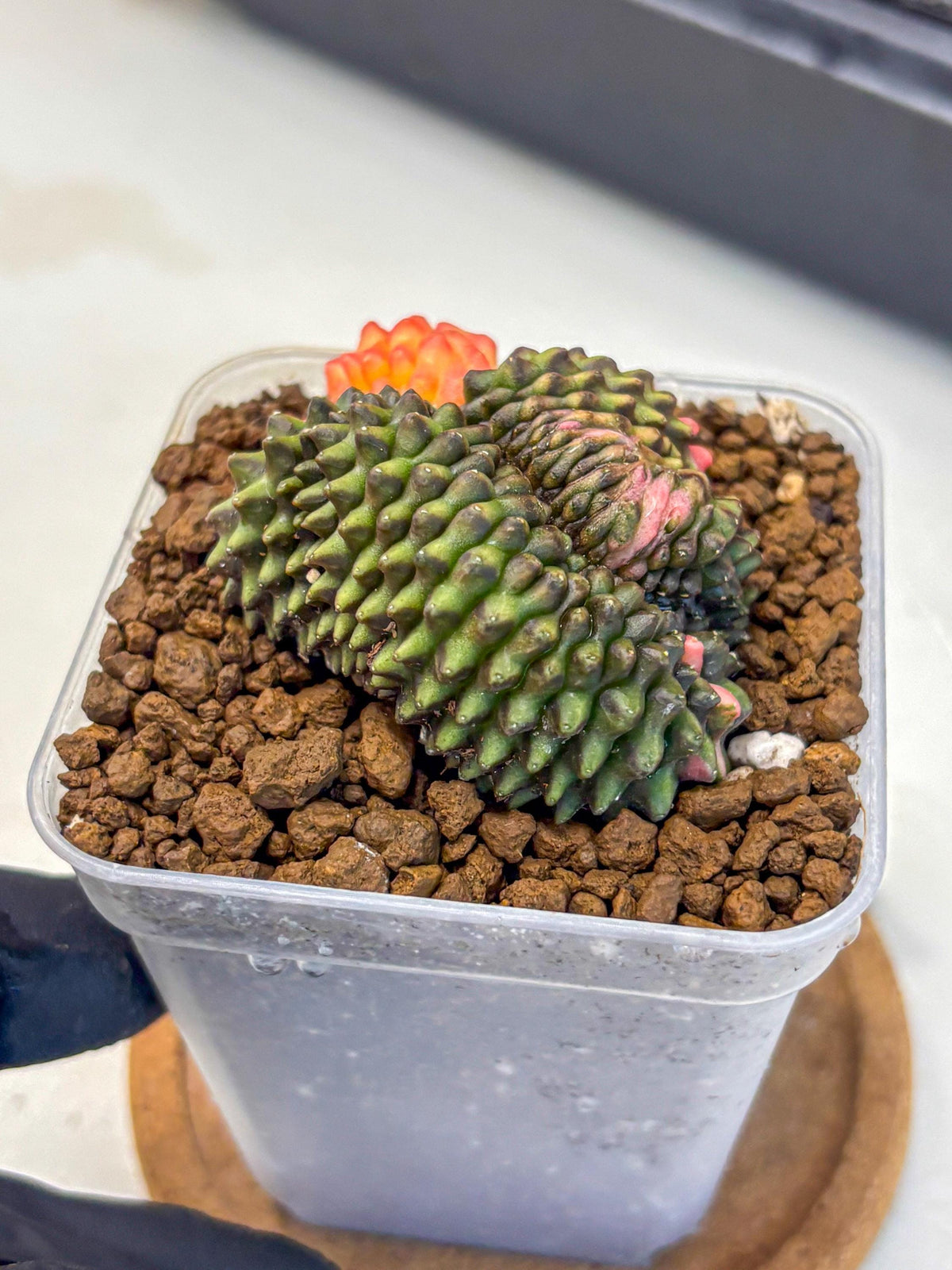 Gymnocalycium Inermis Cristata (gy9) (3) | Variegated Cactus