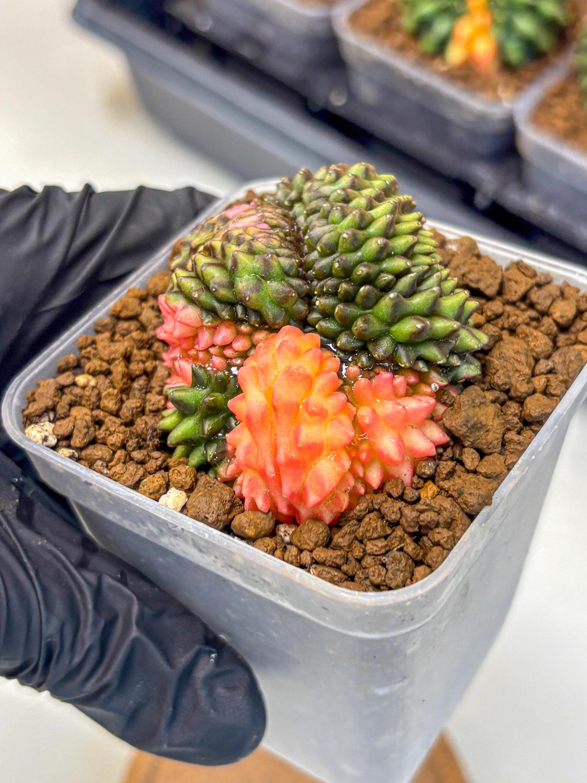 Gymnocalycium Inermis Cristata (gy9) (3) | Variegated Cactus