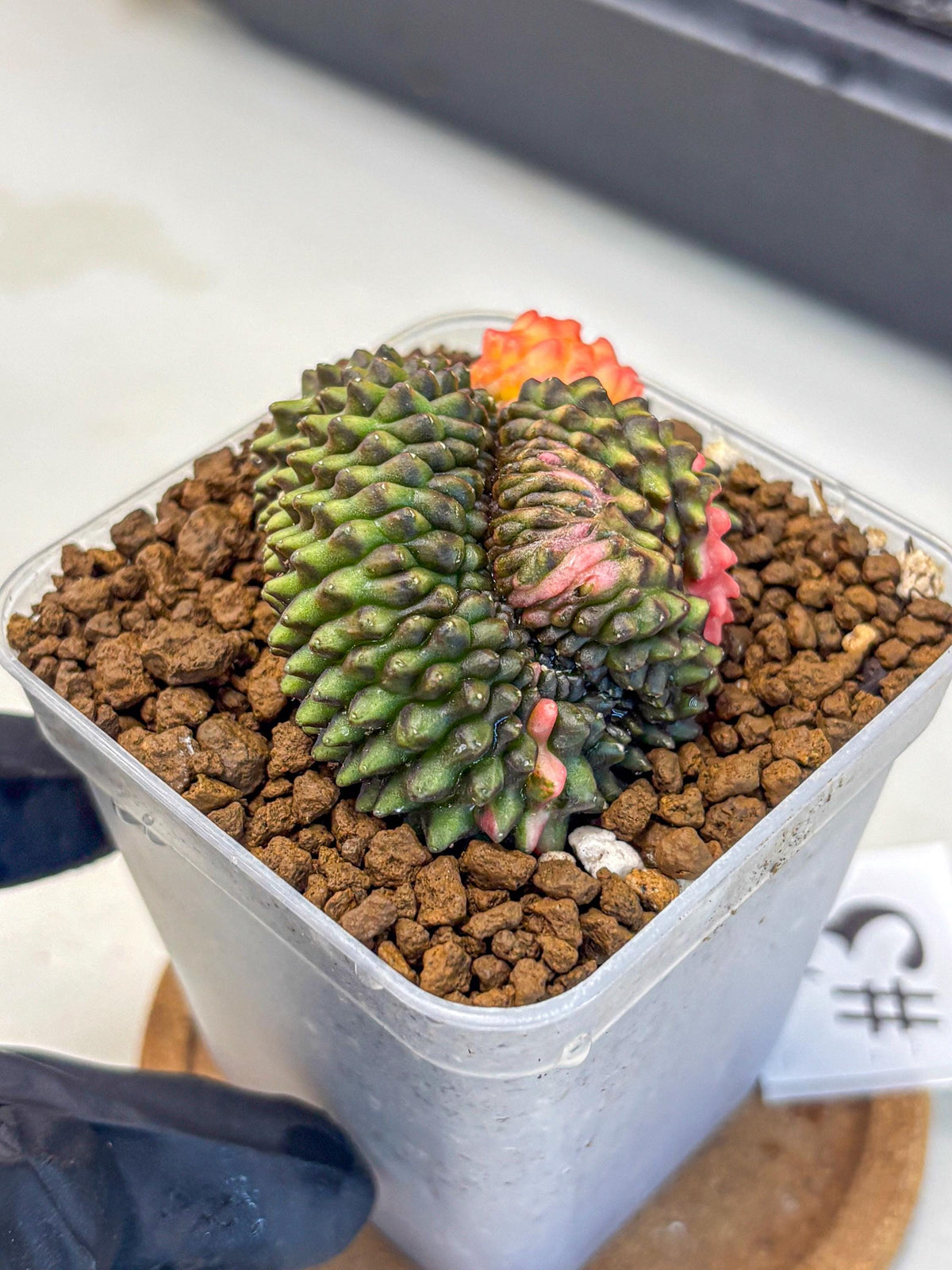 Gymnocalycium Inermis Cristata (gy9) (3) | Variegated Cactus
