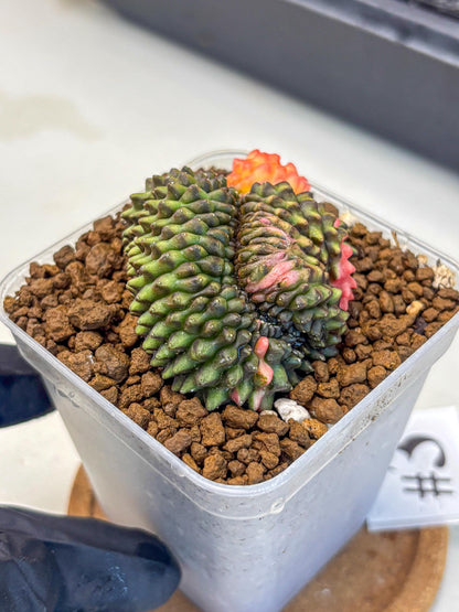 Gymnocalycium Inermis Cristata (gy9) (3) | Variegated Cactus