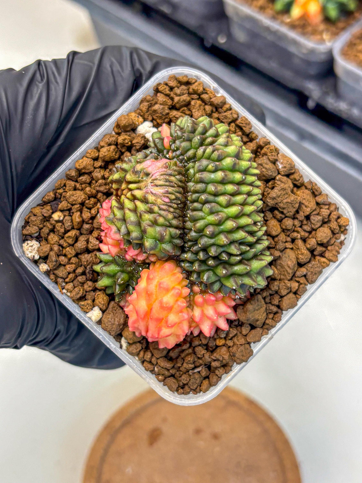 Gymnocalycium Inermis Cristata (gy9) (3) | Variegated Cactus