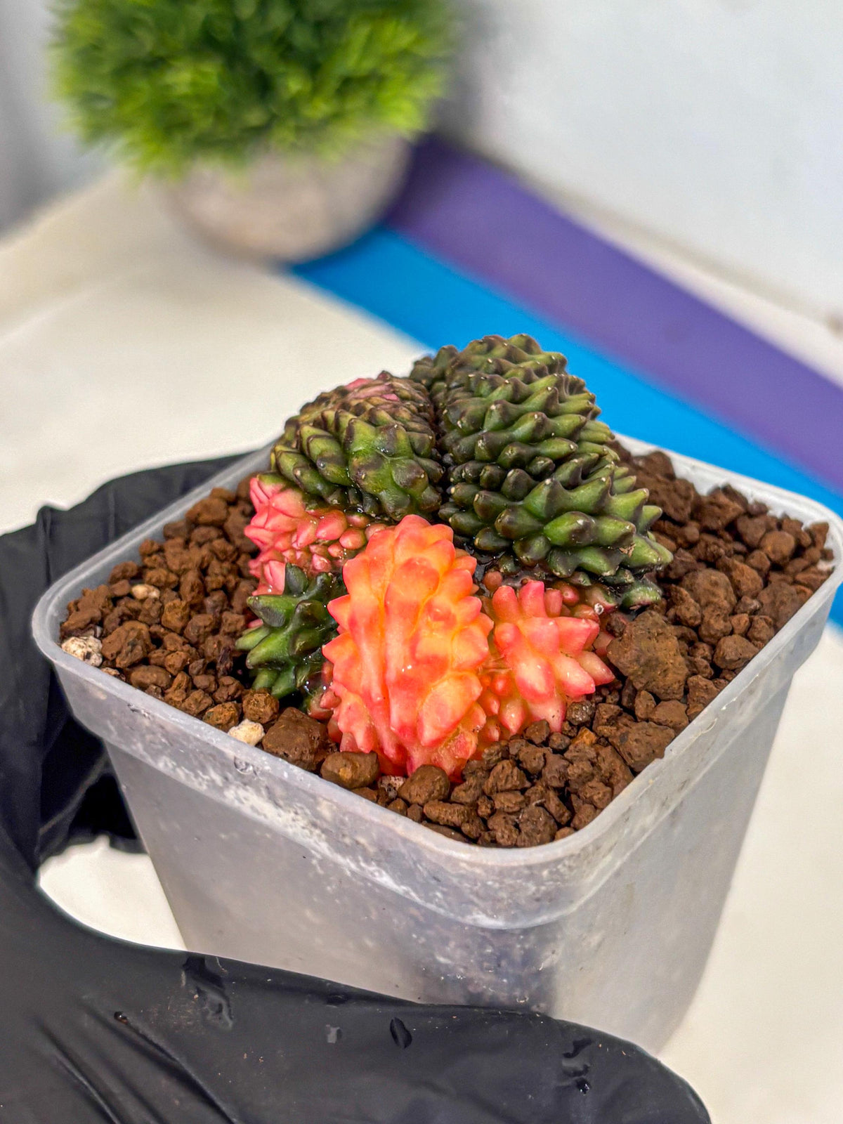 Gymnocalycium Inermis Cristata (gy9) (3) | Variegated Cactus