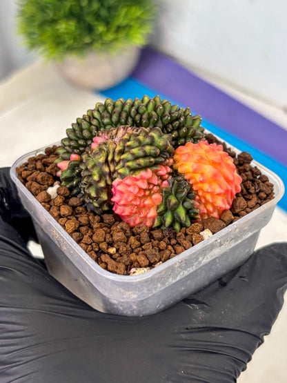Gymnocalycium Inermis Cristata (gy9) (3) | Variegated Cactus