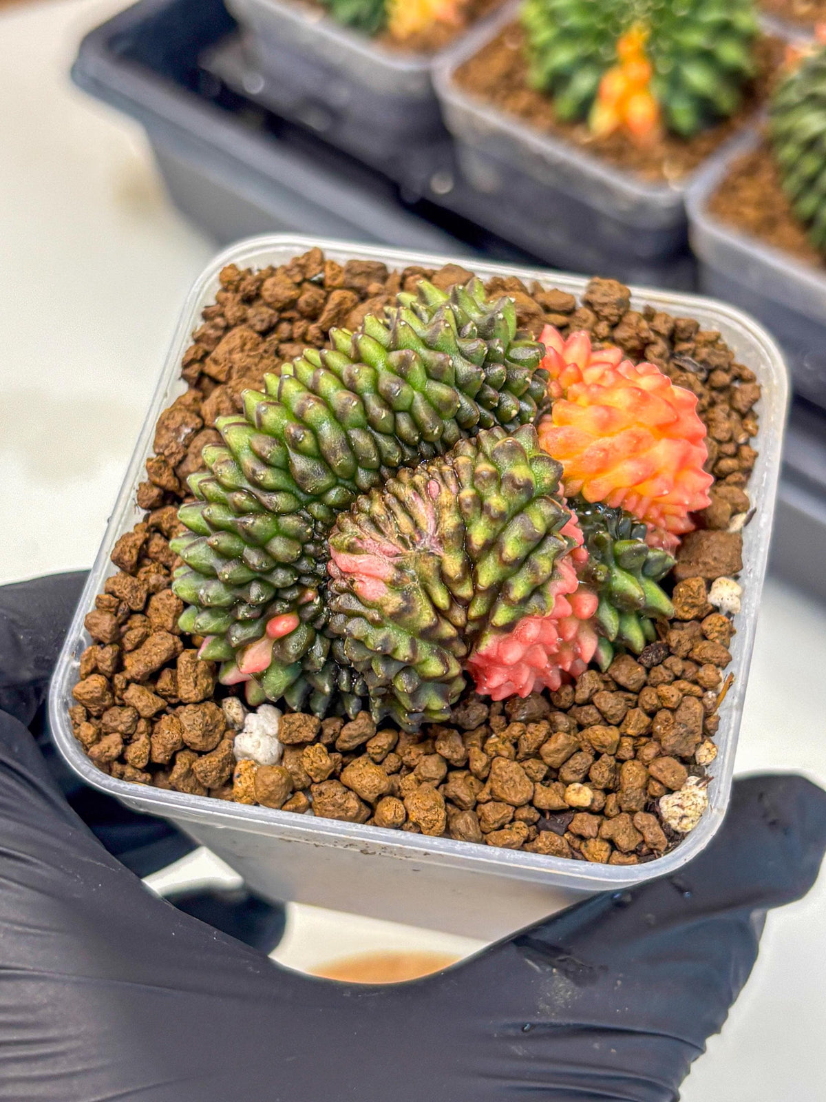Gymnocalycium Inermis Cristata (gy9) (3) | Variegated Cactus