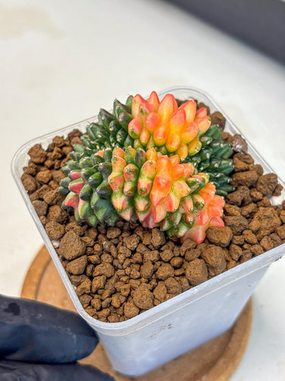 Gymnocalycium Inermis Cristata (gy9) (4) | Variegated Cactus