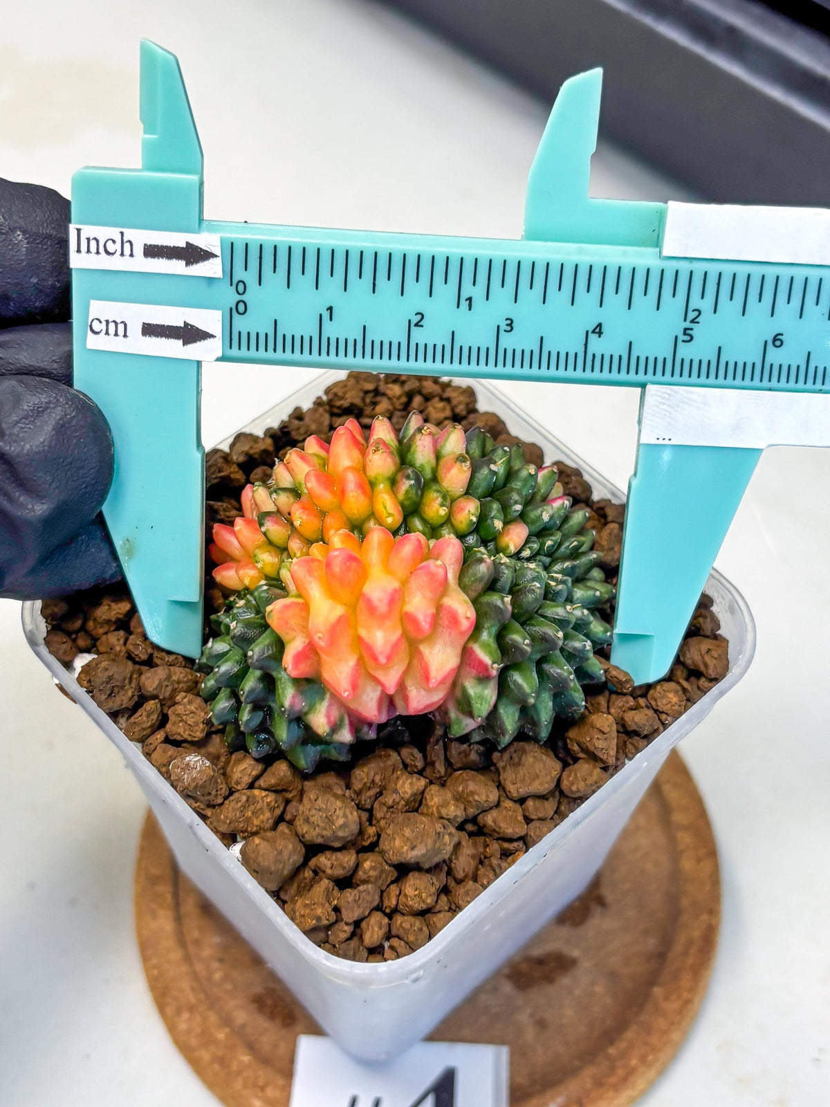 Gymnocalycium Inermis Cristata (gy9) (4) | Variegated Cactus