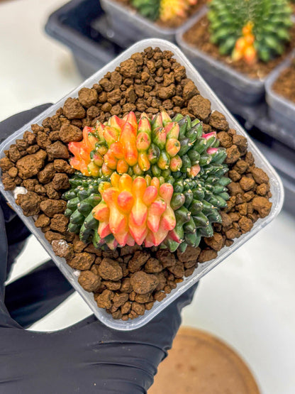 Gymnocalycium Inermis Cristata (gy9) (4) | Variegated Cactus