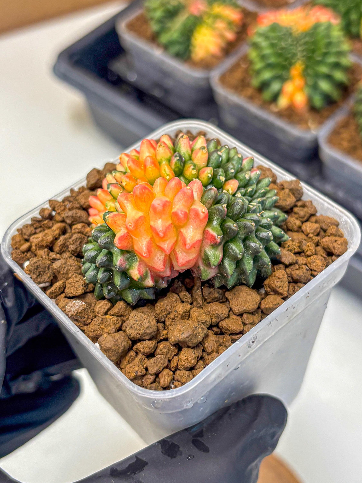 Gymnocalycium Inermis Cristata (gy9) (4) | Variegated Cactus