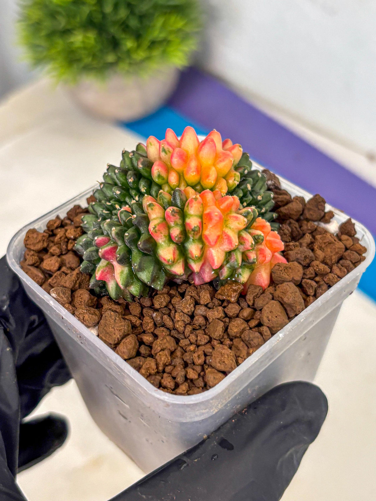 Gymnocalycium Inermis Cristata (gy9) (4) | Variegated Cactus