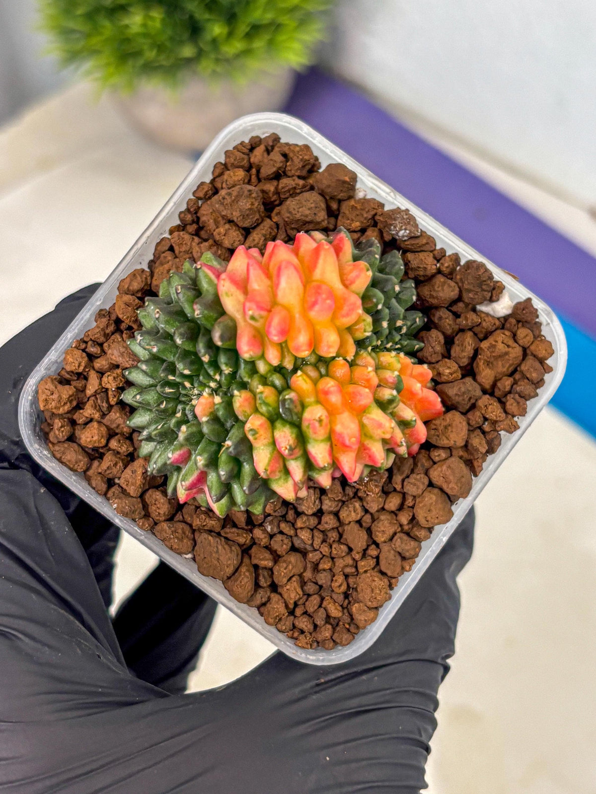 Gymnocalycium Inermis Cristata (gy9) (4) | Variegated Cactus