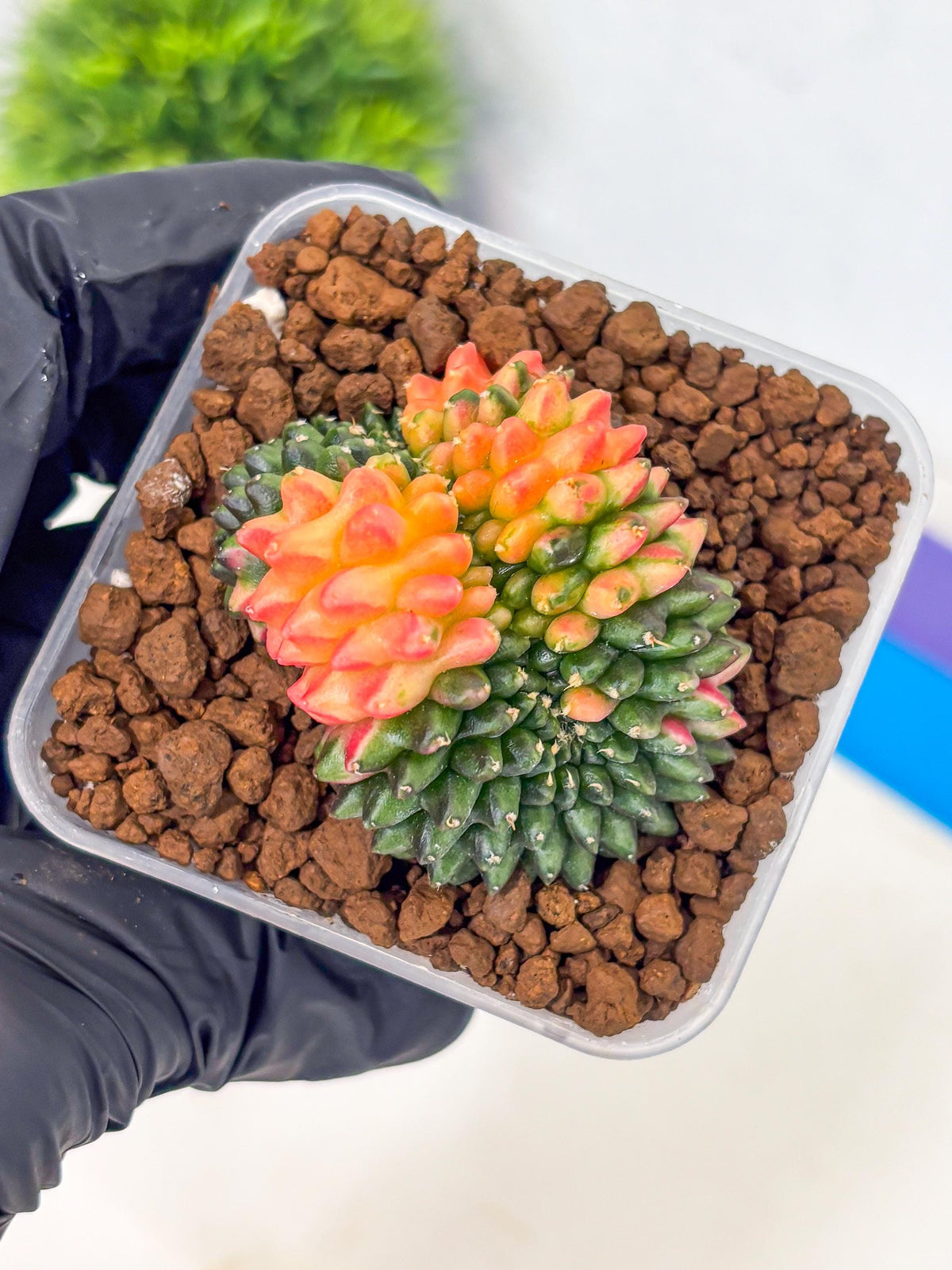 Gymnocalycium Inermis Cristata (gy9) (4) | Variegated Cactus