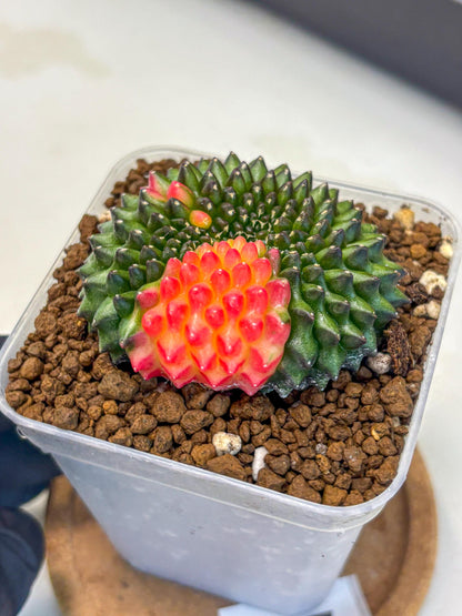 Gymnocalycium Inermis Cristata (gy9) (5) | Variegated Cactus