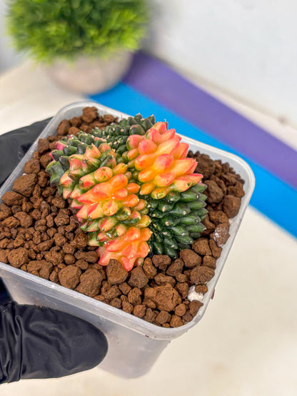 Gymnocalycium Inermis Cristata (gy9) (4) | Variegated Cactus