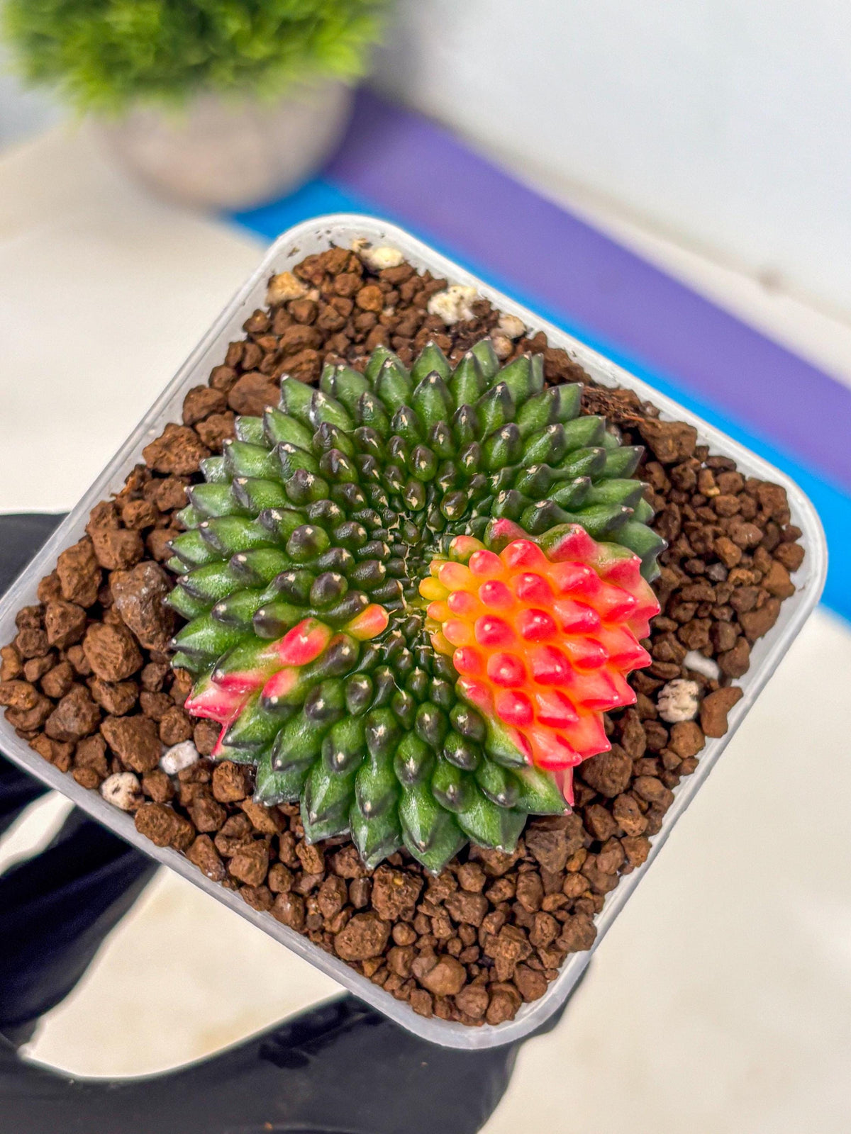 Gymnocalycium Inermis Cristata (gy9) (5) | Variegated Cactus