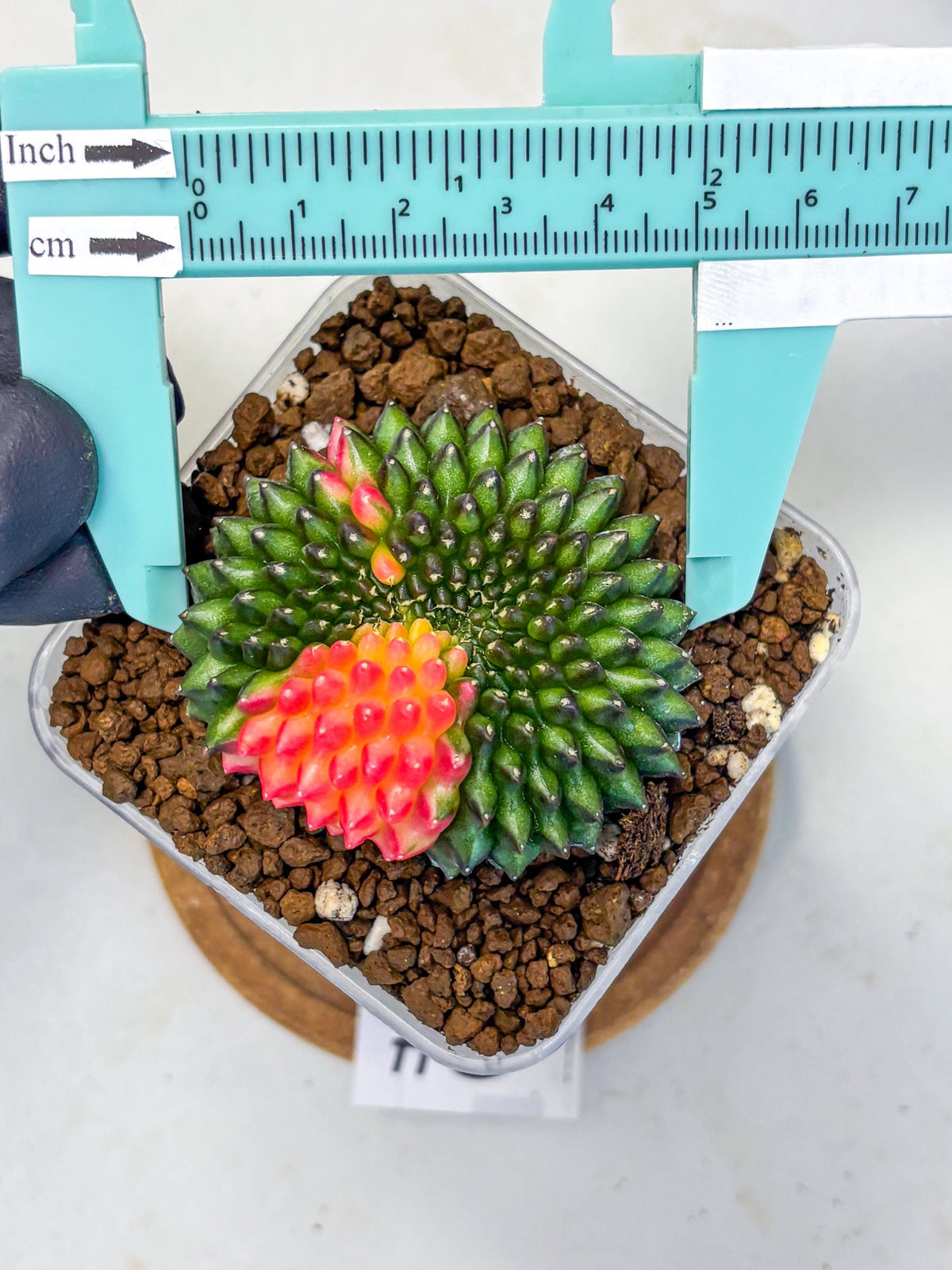 Gymnocalycium Inermis Cristata (gy9) (5) | Variegated Cactus