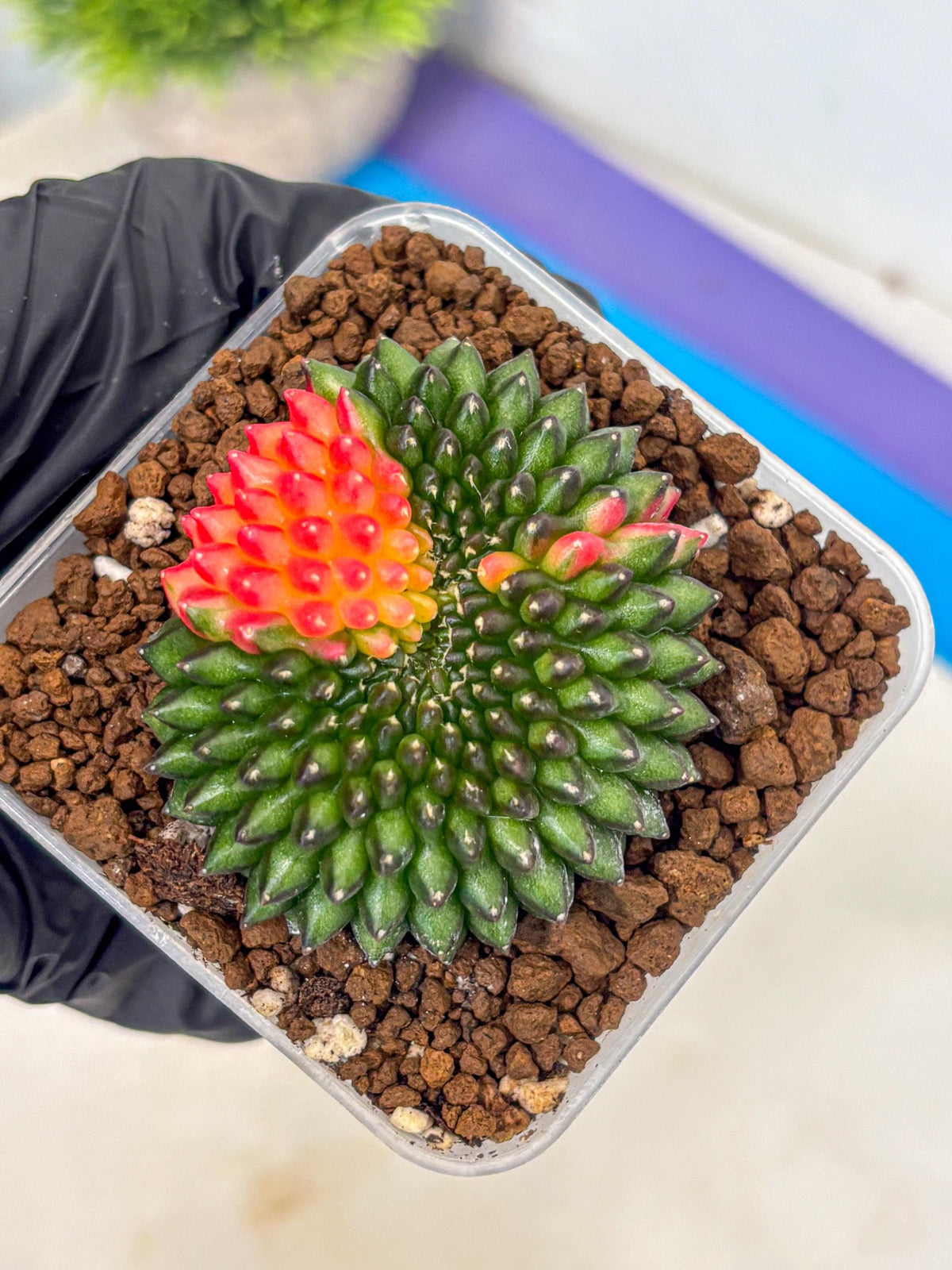 Gymnocalycium Inermis Cristata (gy9) (5) | Variegated Cactus