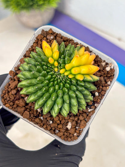 Gymnocalycium Inermis Cristata (gy9) (7) | Variegated Cactus
