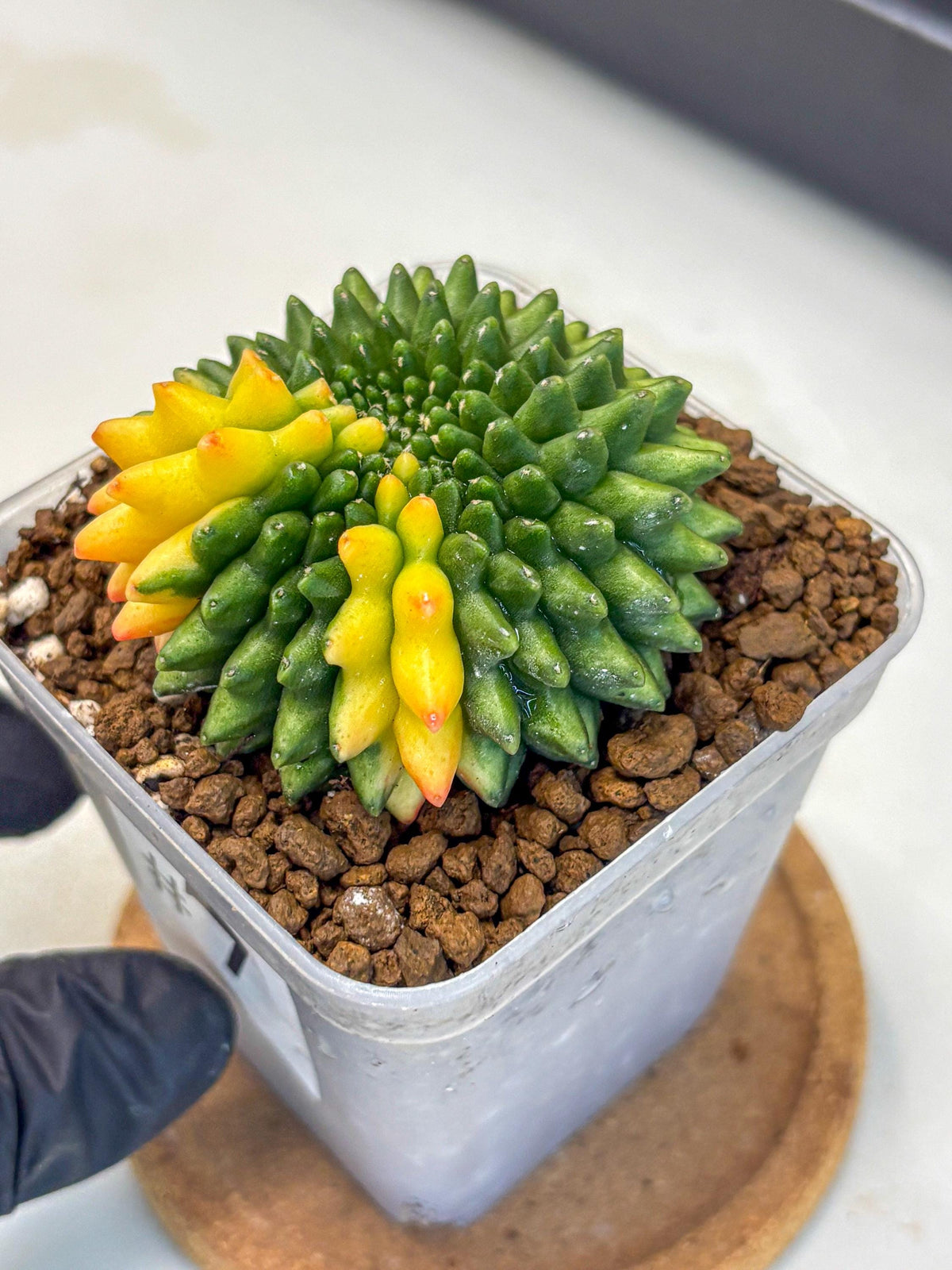 Gymnocalycium Inermis Cristata (gy9) (7) | Variegated Cactus