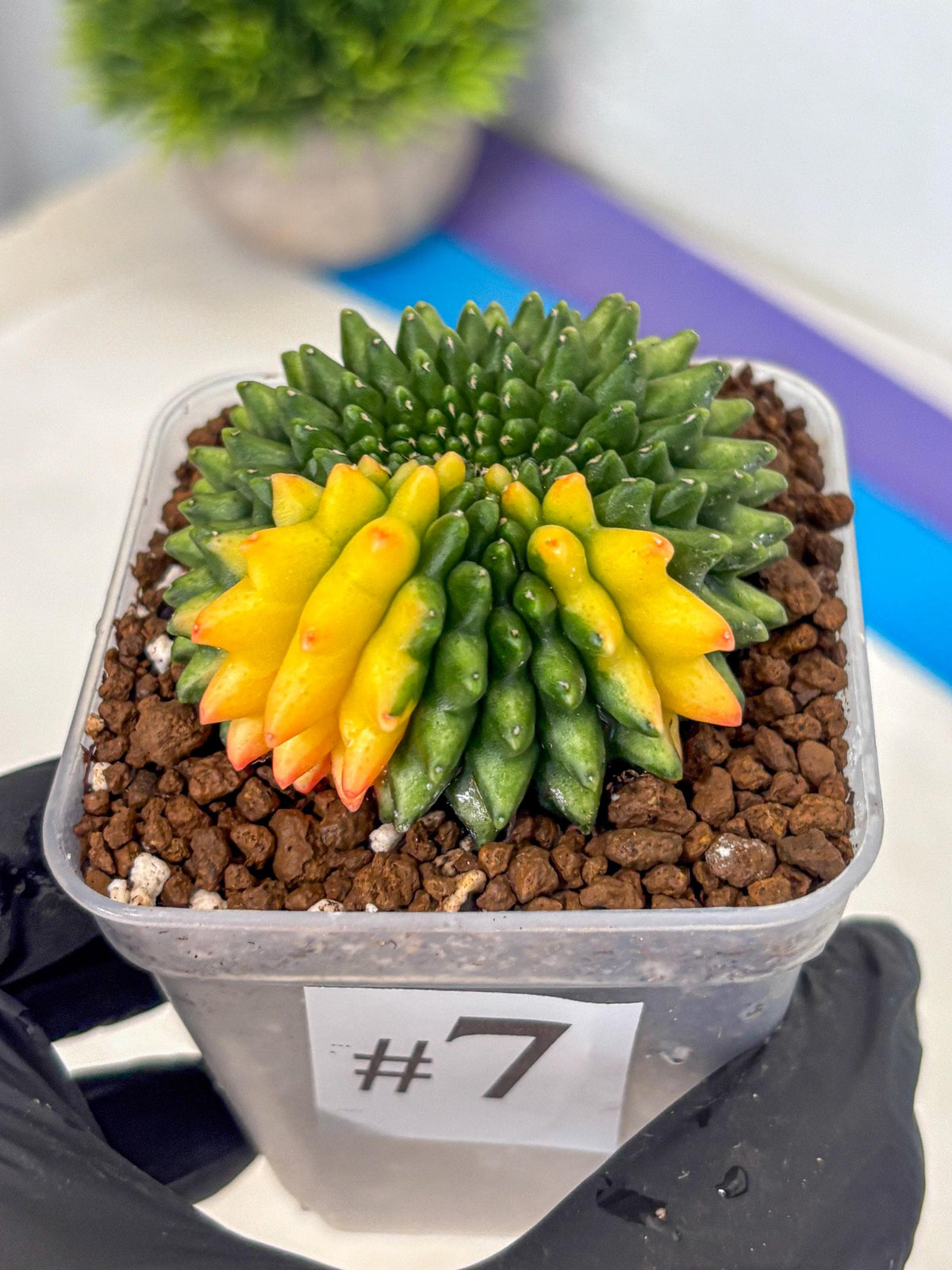 Gymnocalycium Inermis Cristata (gy9) (7) | Variegated Cactus