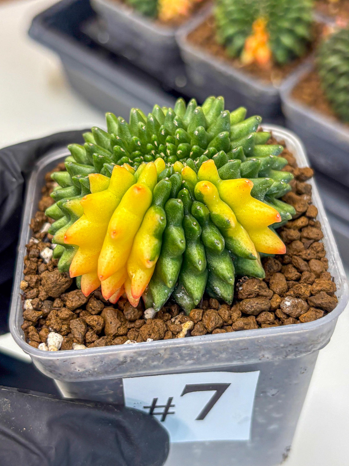 Gymnocalycium Inermis Cristata (gy9) (7) | Variegated Cactus