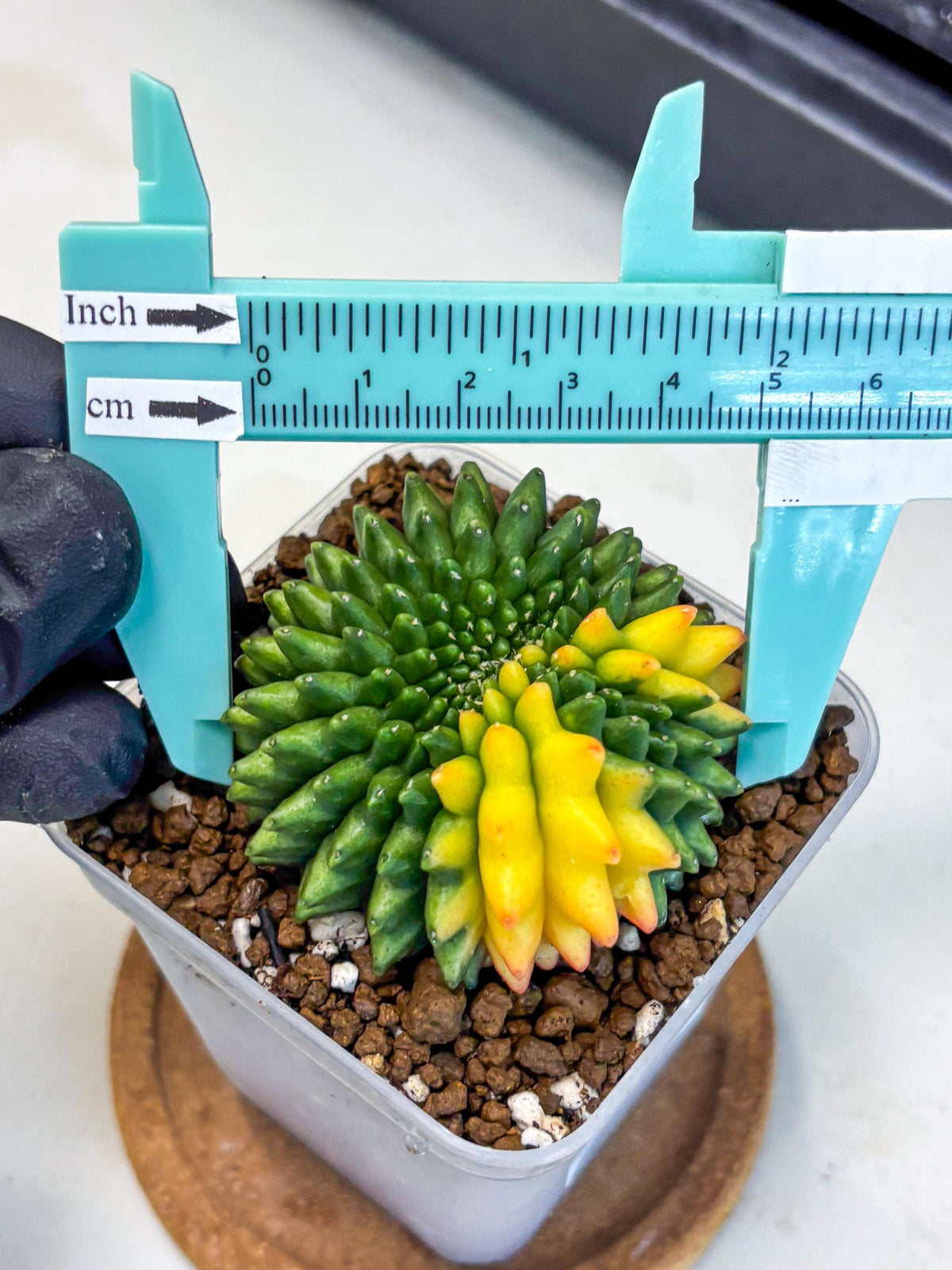 Gymnocalycium Inermis Cristata (gy9) (7) | Variegated Cactus