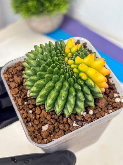 Gymnocalycium Inermis Cristata (gy9) (7) | Variegated Cactus