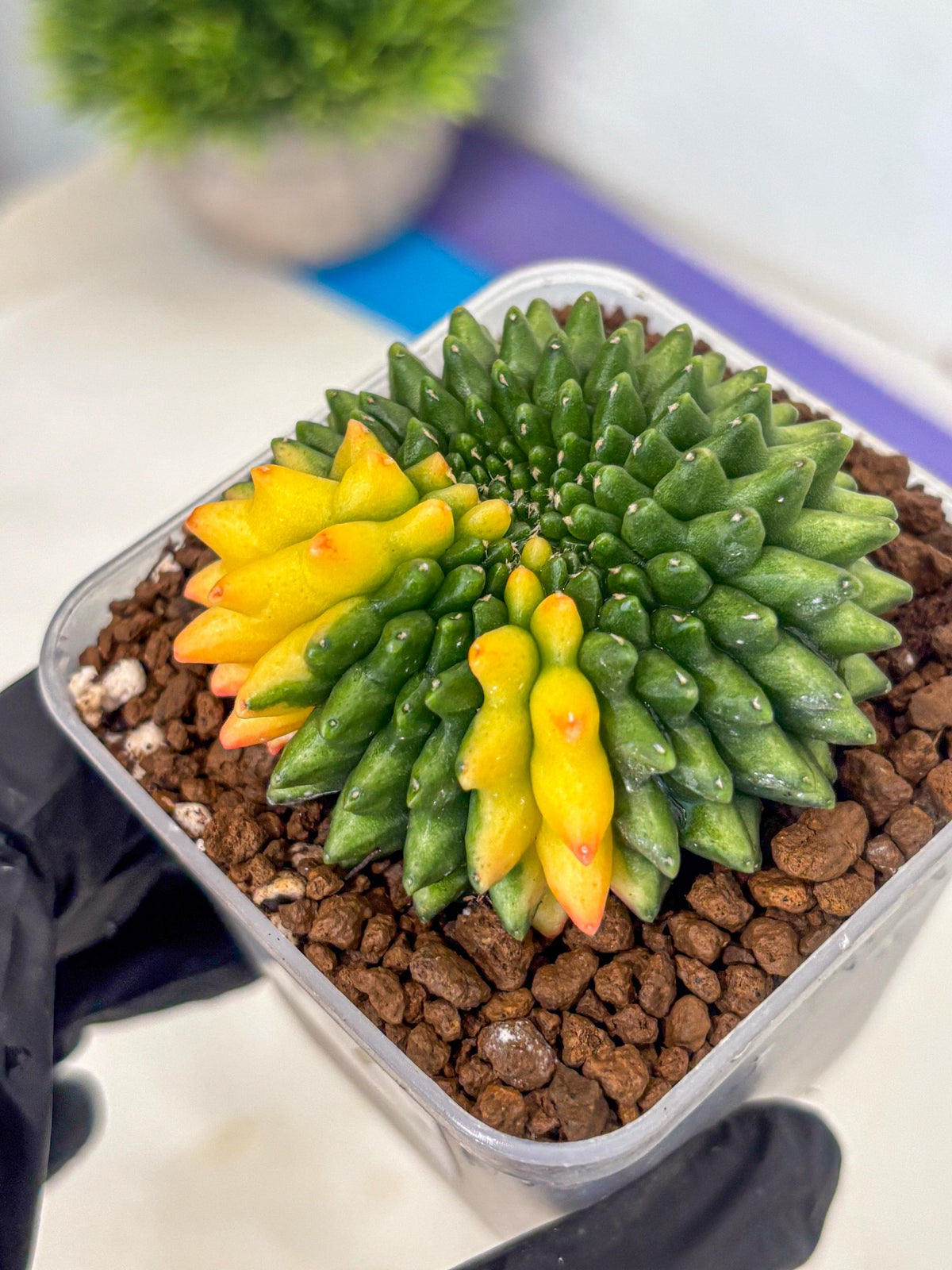 Gymnocalycium Inermis Cristata (gy9) (7) | Variegated Cactus