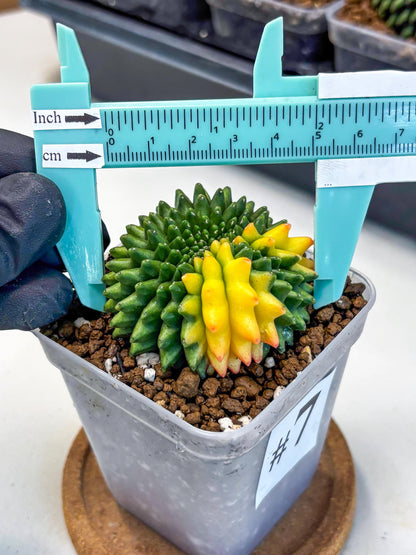 Gymnocalycium Inermis Cristata (gy9) (7) | Variegated Cactus