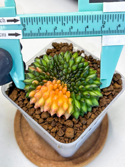 Gymnocalycium Inermis Cristata (gy9) (8) | Variegated Cactus