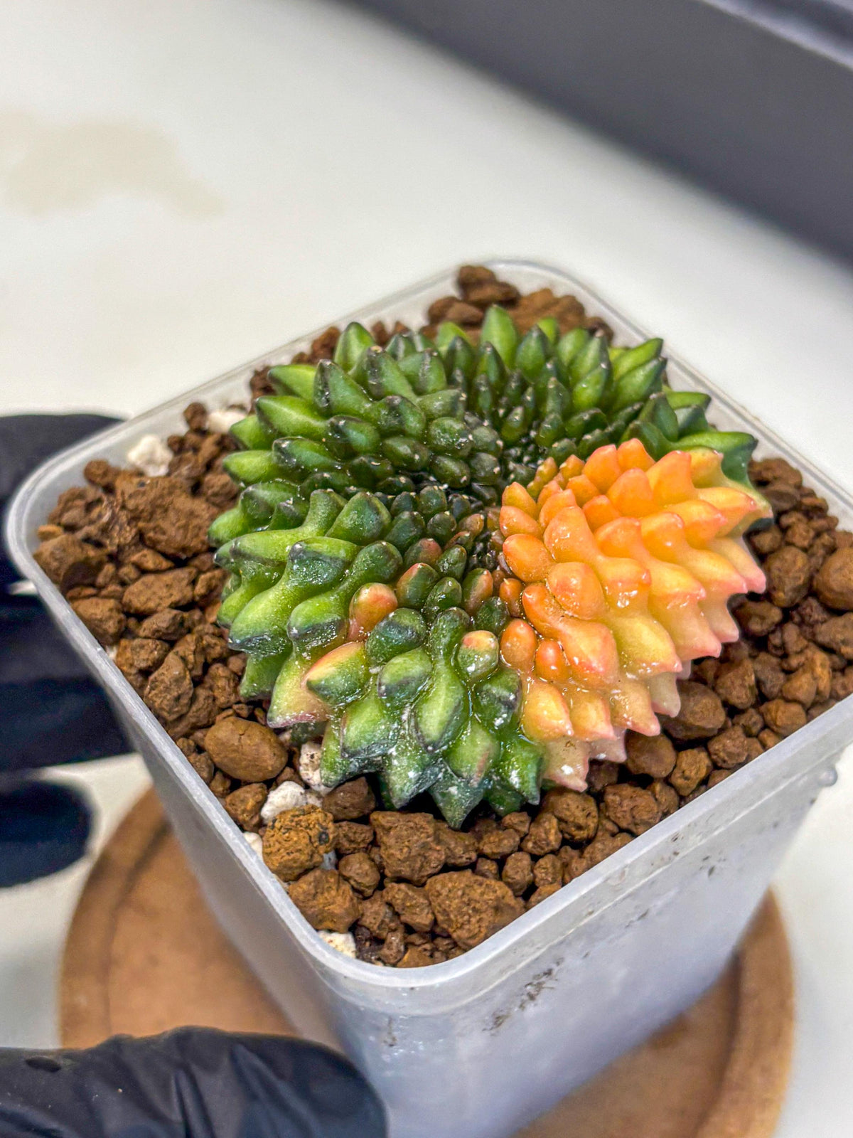 Gymnocalycium Inermis Cristata (gy9) (8) | Variegated Cactus