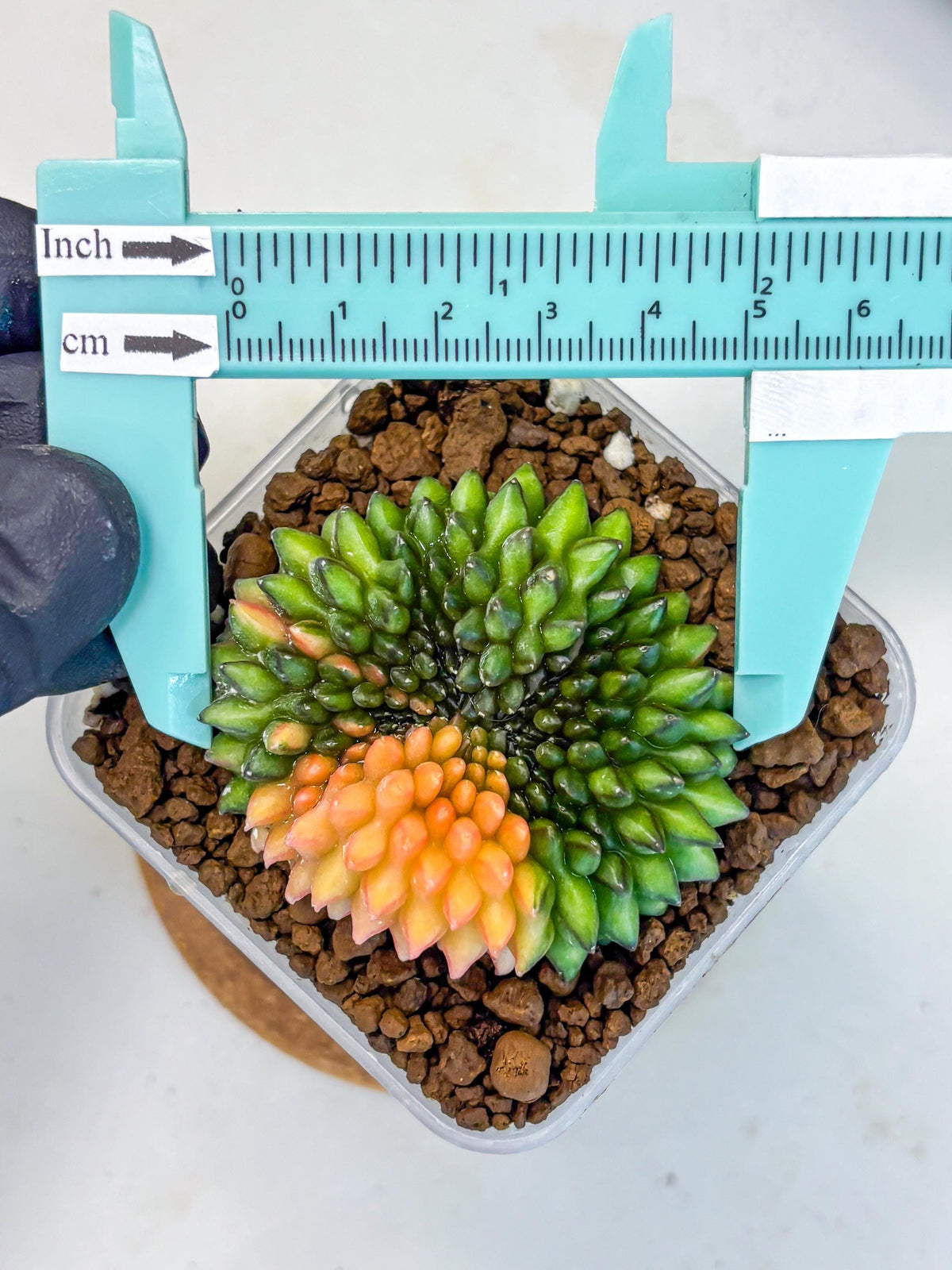 Gymnocalycium Inermis Cristata (gy9) (8) | Variegated Cactus