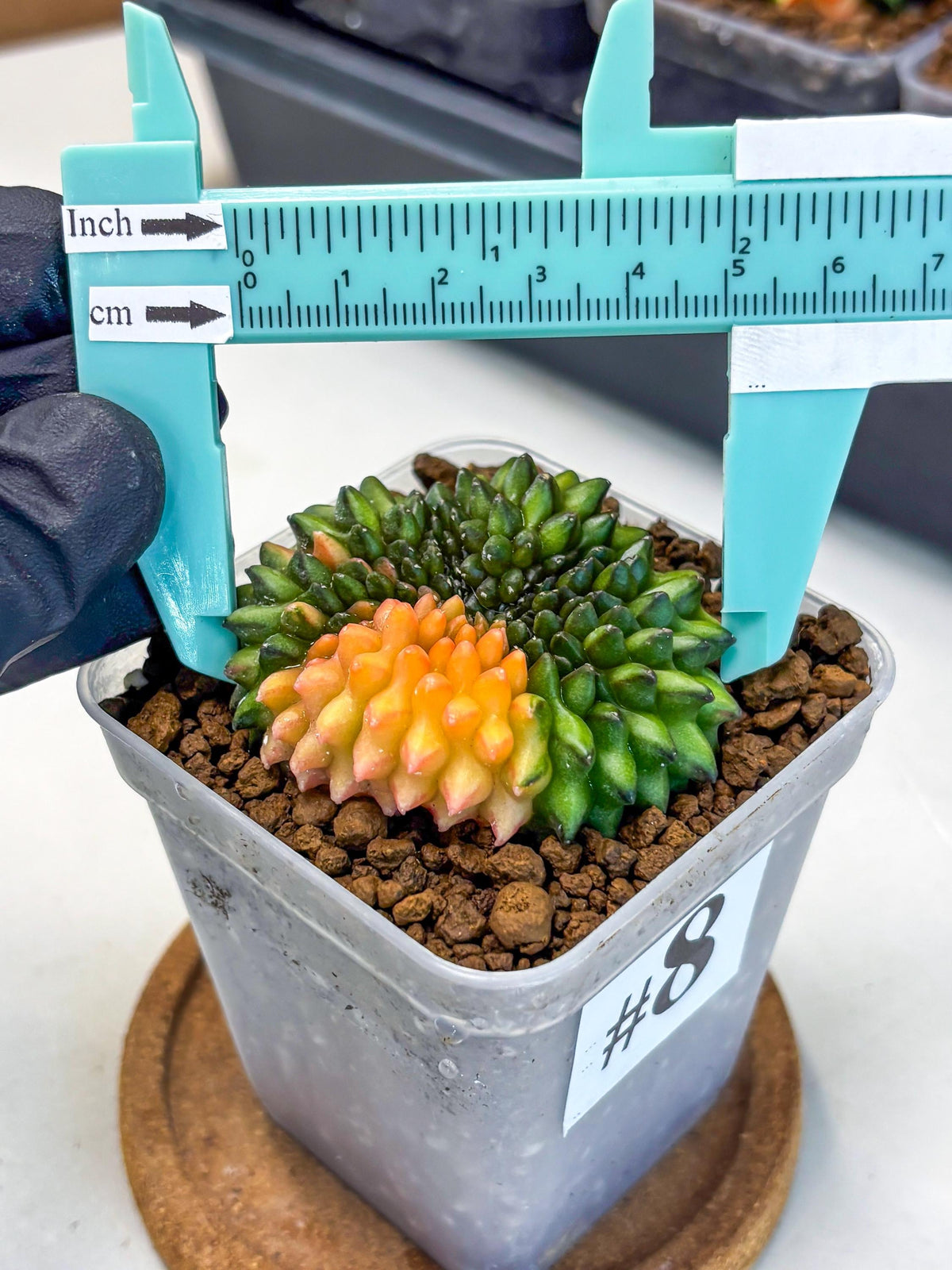 Gymnocalycium Inermis Cristata (gy9) (8) | Variegated Cactus