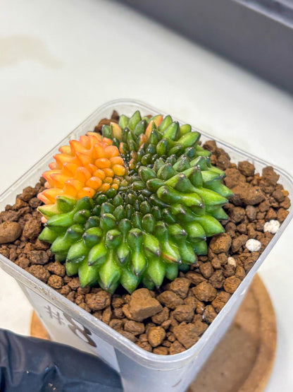Gymnocalycium Inermis Cristata (gy9) (8) | Variegated Cactus