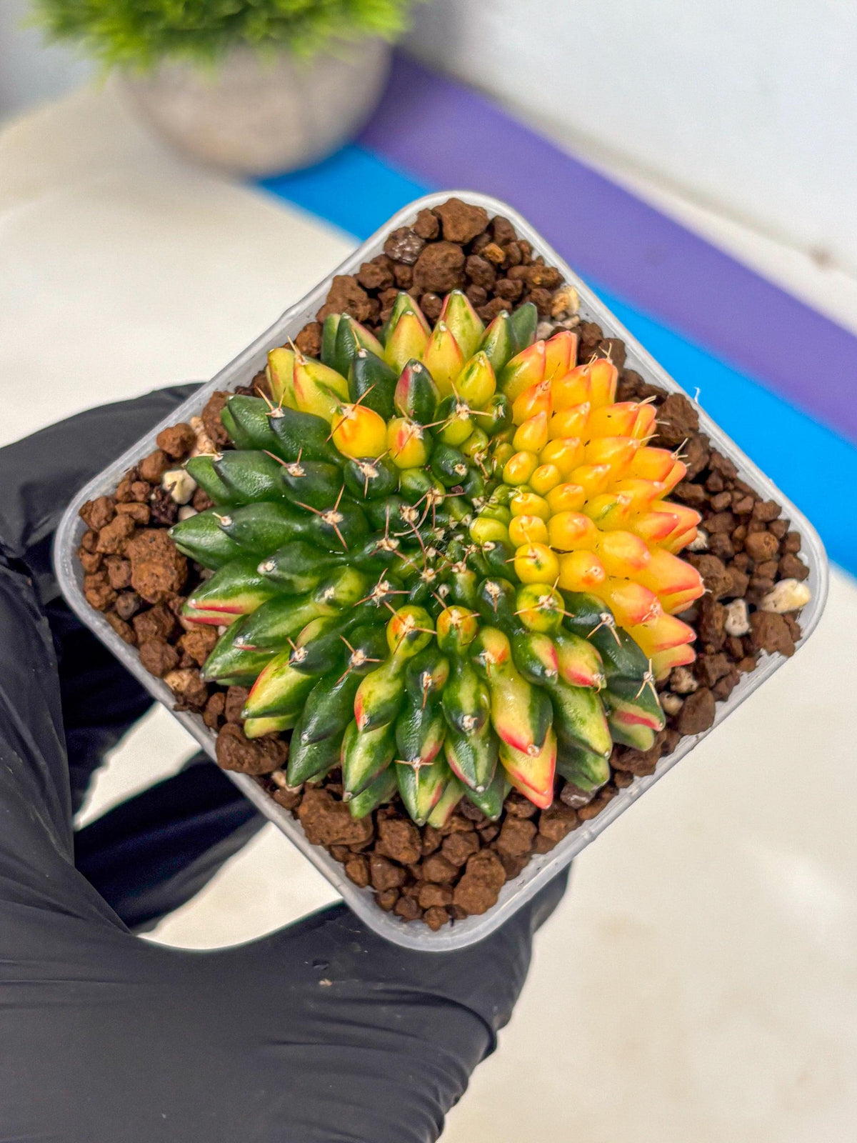 Gymnocalycium Inermis Cristata (gy9) (10) | Variegated Cactus
