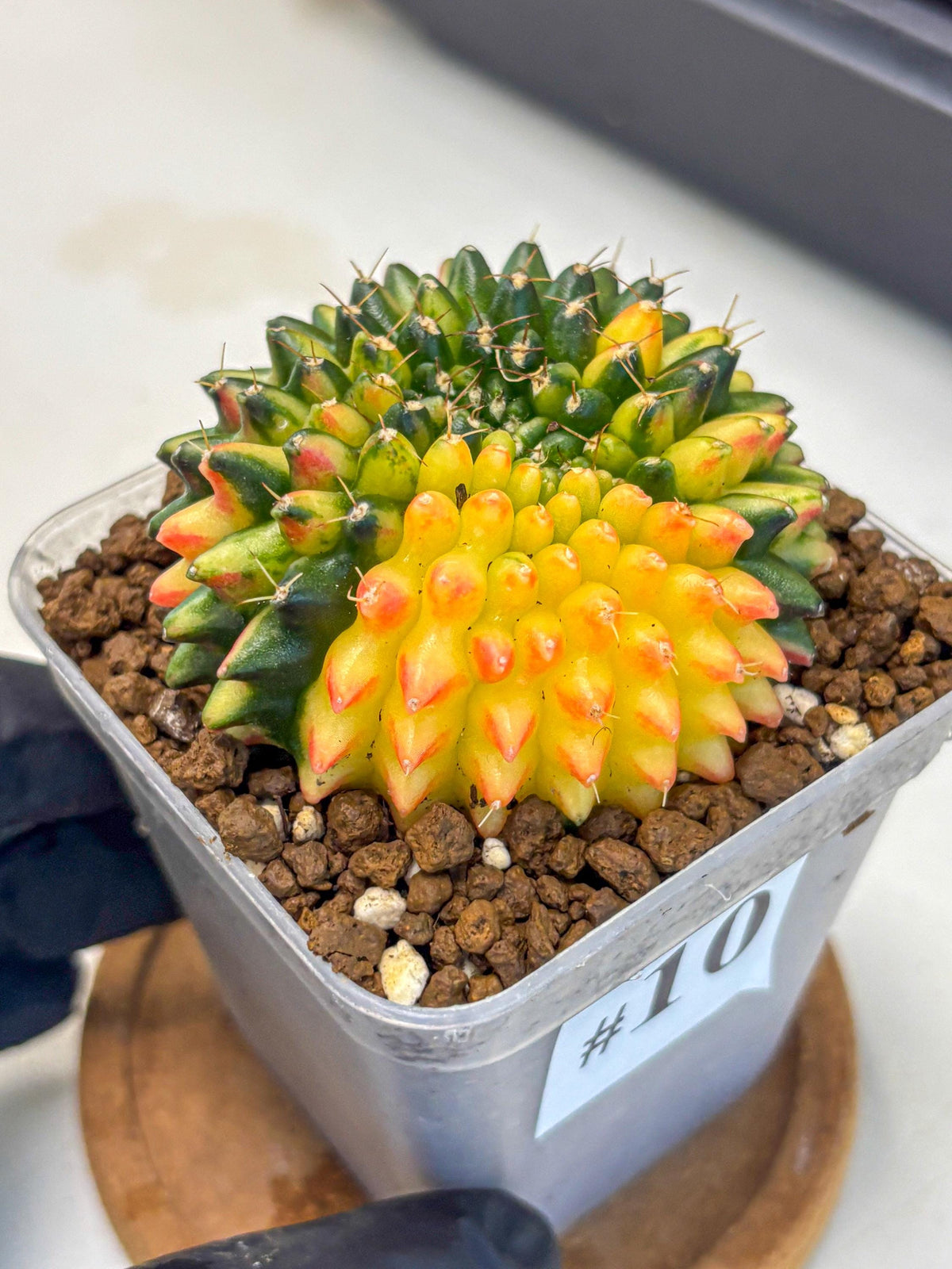 Gymnocalycium Inermis Cristata (gy9) (10) | Variegated Cactus