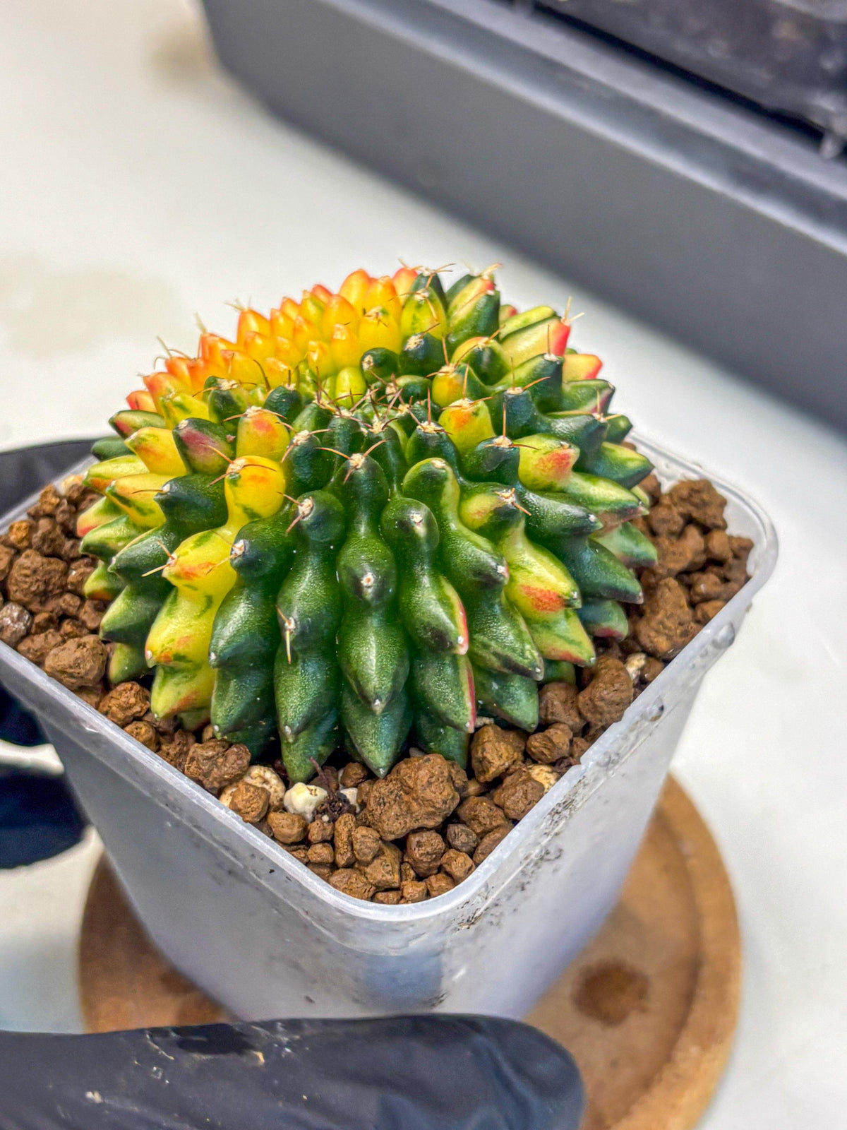 Gymnocalycium Inermis Cristata (gy9) (10) | Variegated Cactus