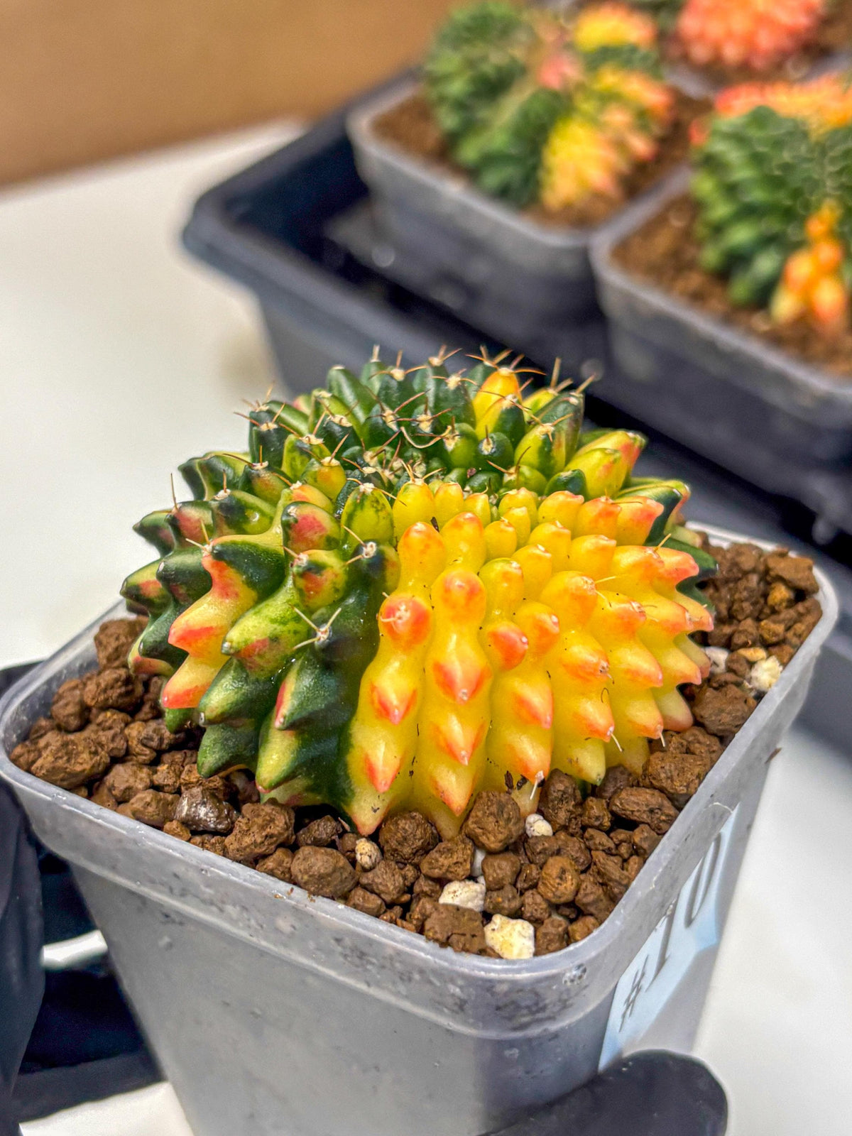 Gymnocalycium Inermis Cristata (gy9) (10) | Variegated Cactus