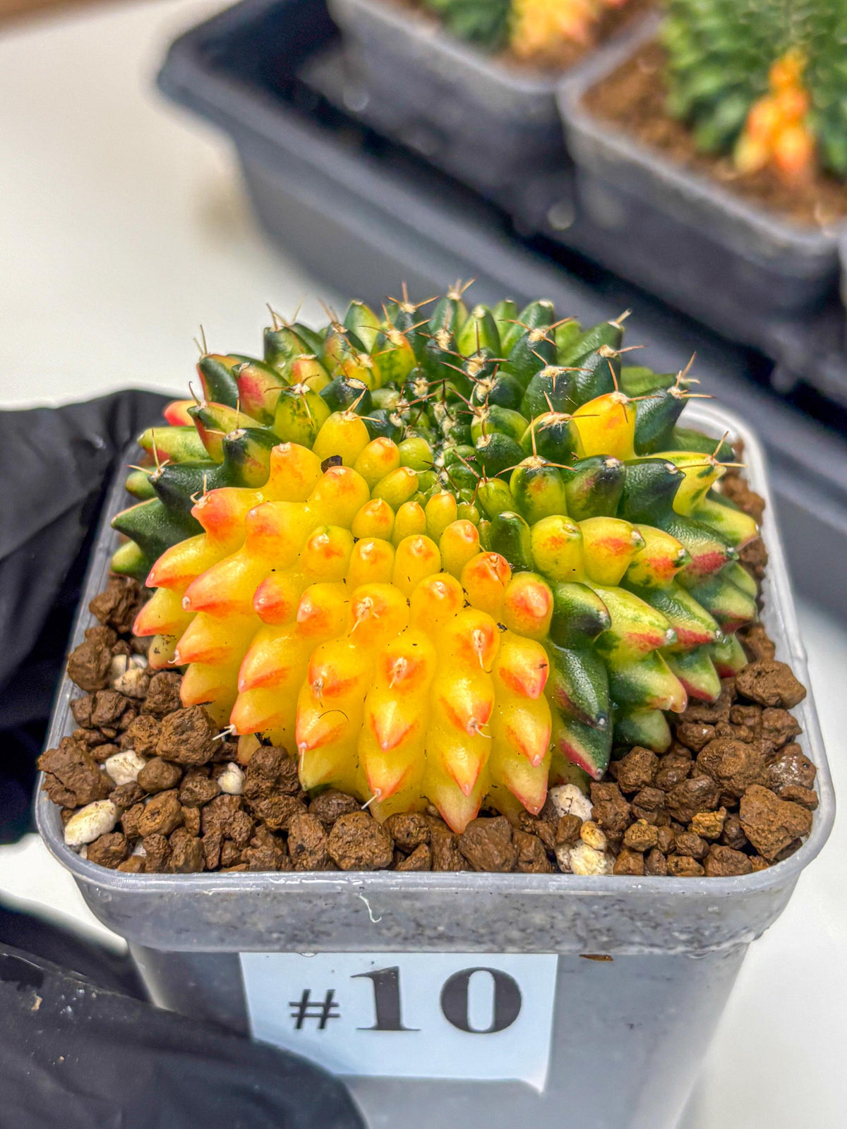 Gymnocalycium Inermis Cristata (gy9) (10) | Variegated Cactus