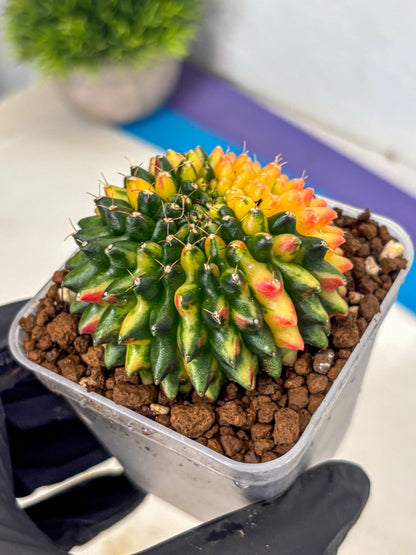 Gymnocalycium Inermis Cristata (gy9) (10) | Variegated Cactus