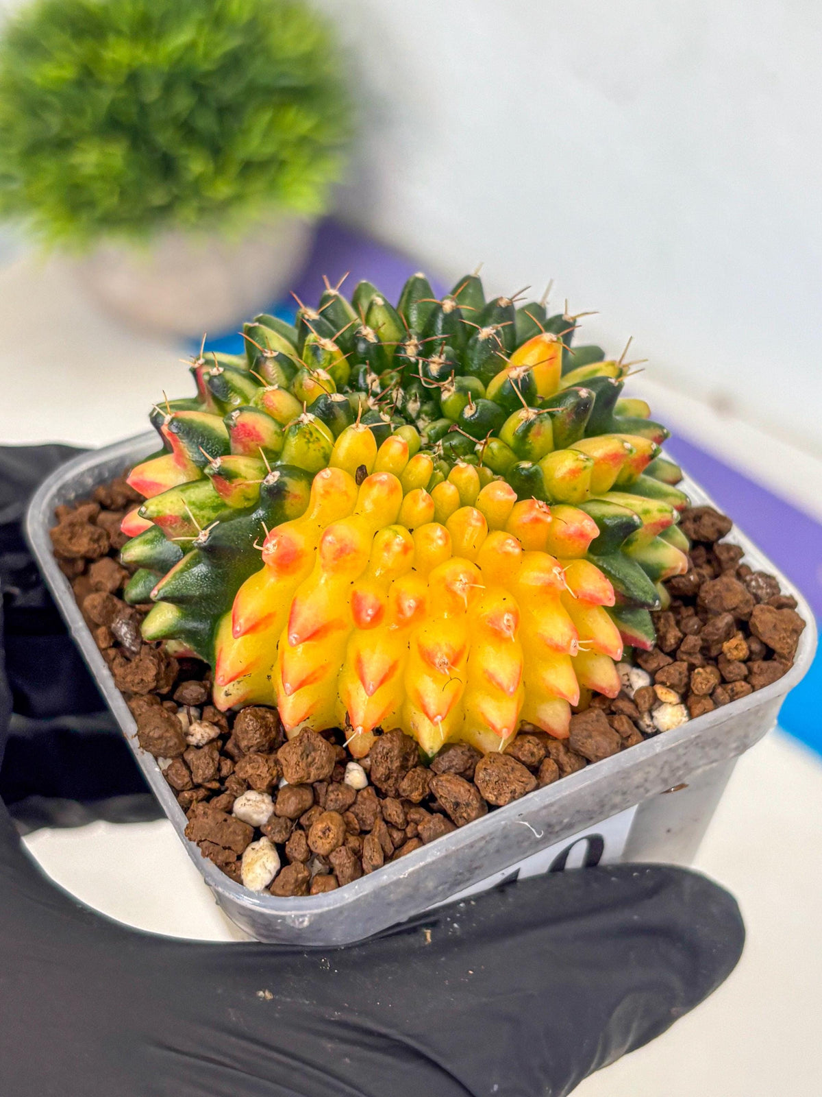 Gymnocalycium Inermis Cristata (gy9) (10) | Variegated Cactus