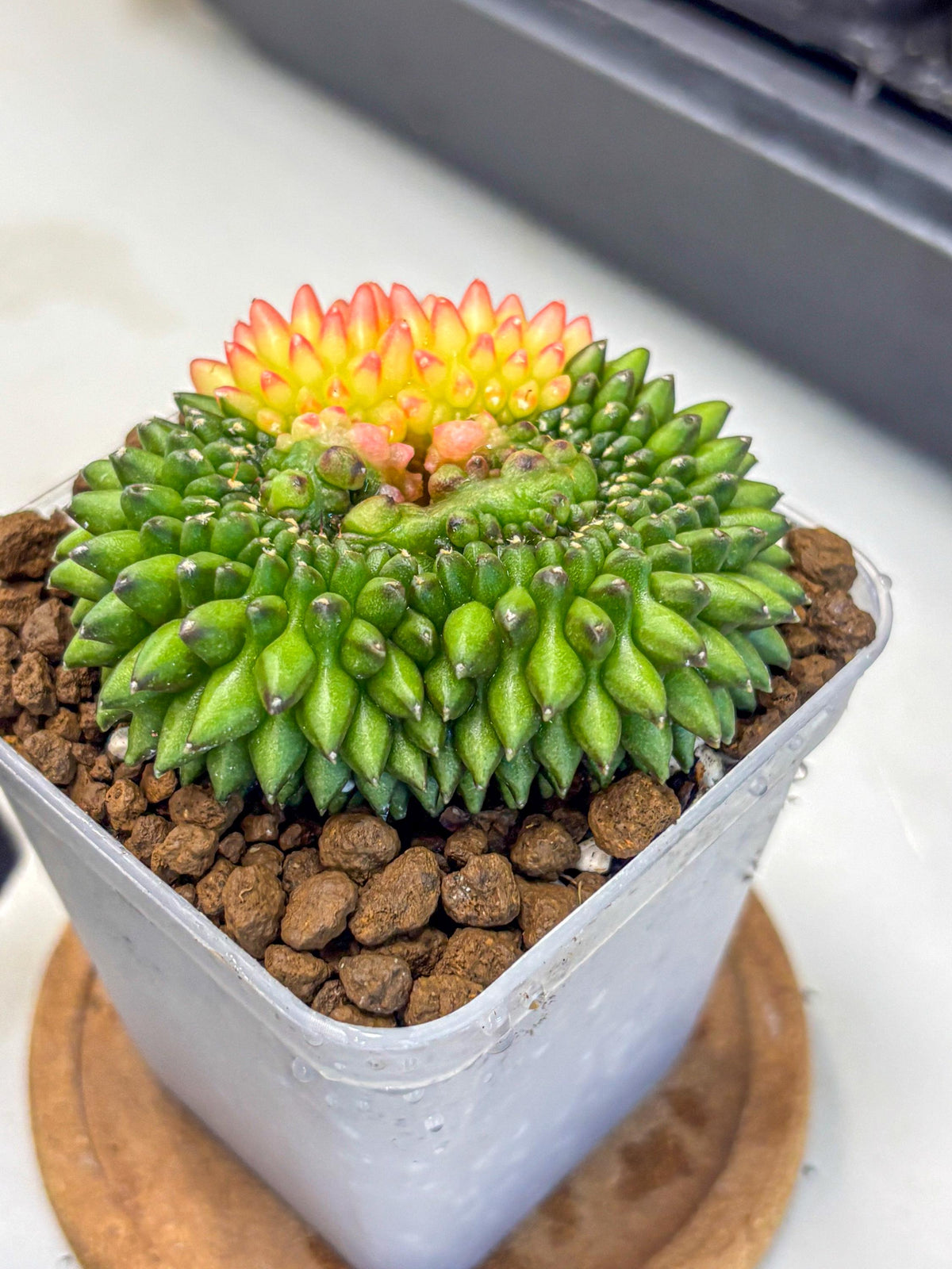Gymnocalycium Inermis Cristata (gy9) (13) | Variegated Cactus