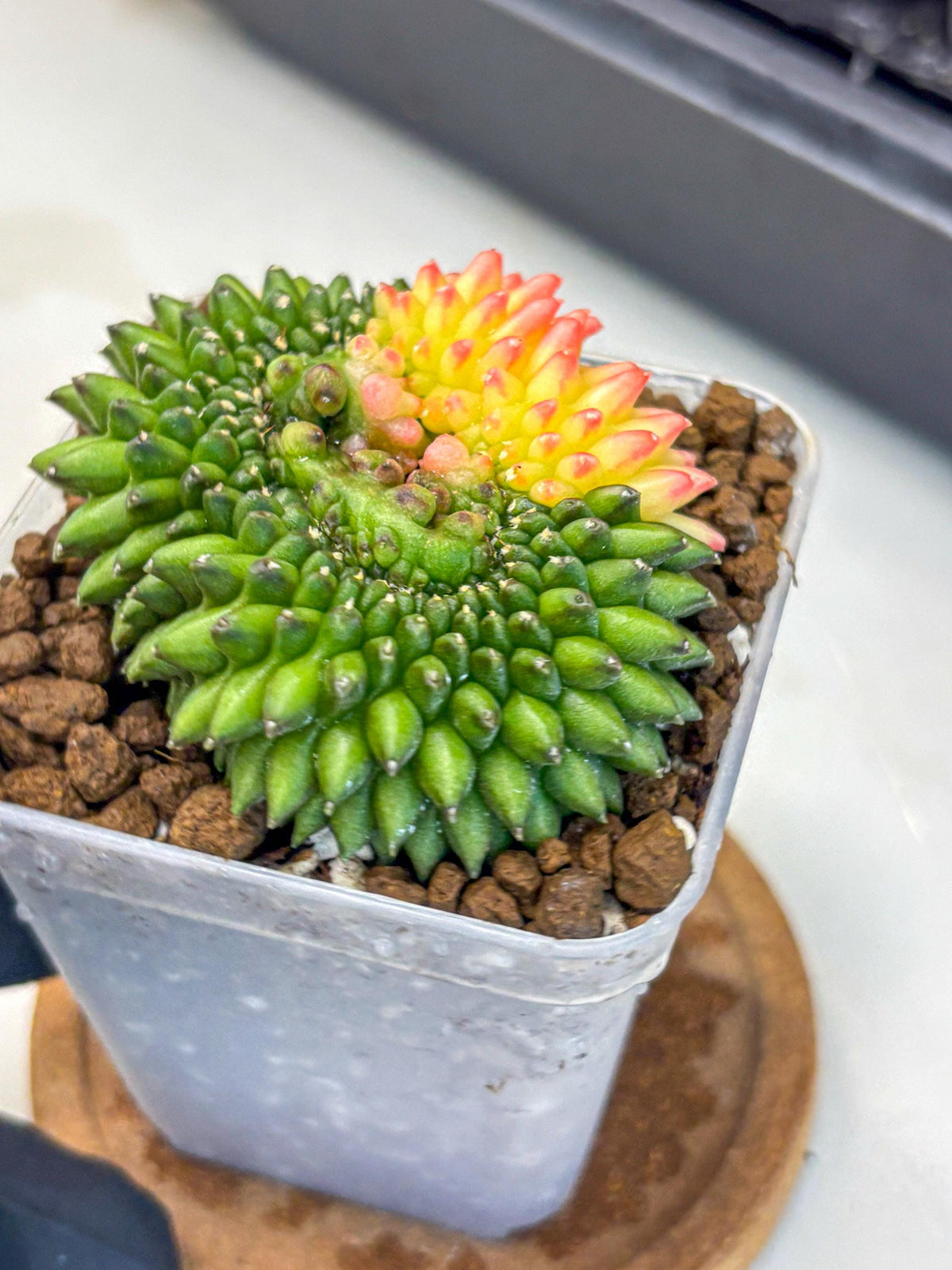 Gymnocalycium Inermis Cristata (gy9) (13) | Variegated Cactus