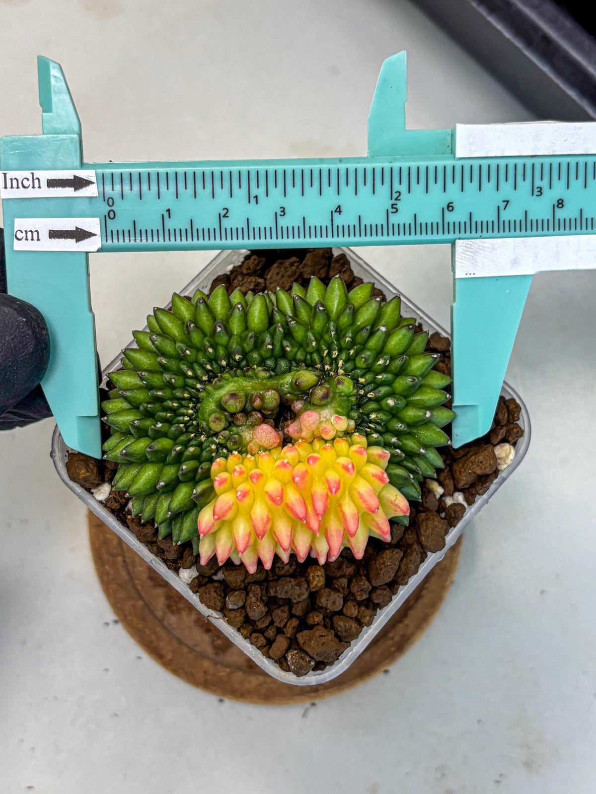 Gymnocalycium Inermis Cristata (gy9) (13) | Variegated Cactus
