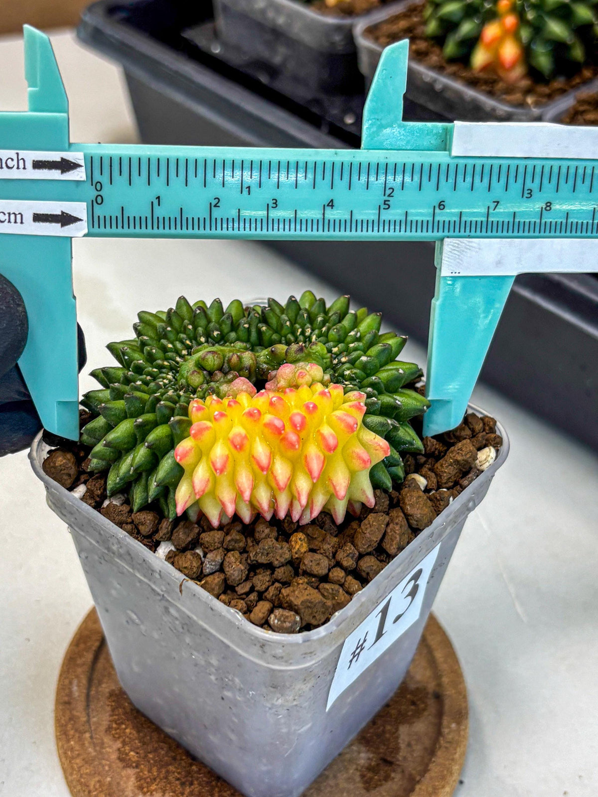 Gymnocalycium Inermis Cristata (gy9) (13) | Variegated Cactus