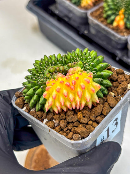 Gymnocalycium Inermis Cristata (gy9) (13) | Variegated Cactus