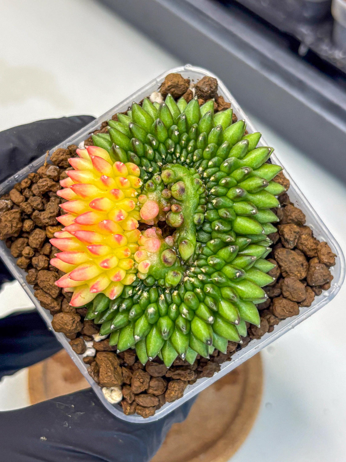 Gymnocalycium Inermis Cristata (gy9) (13) | Variegated Cactus